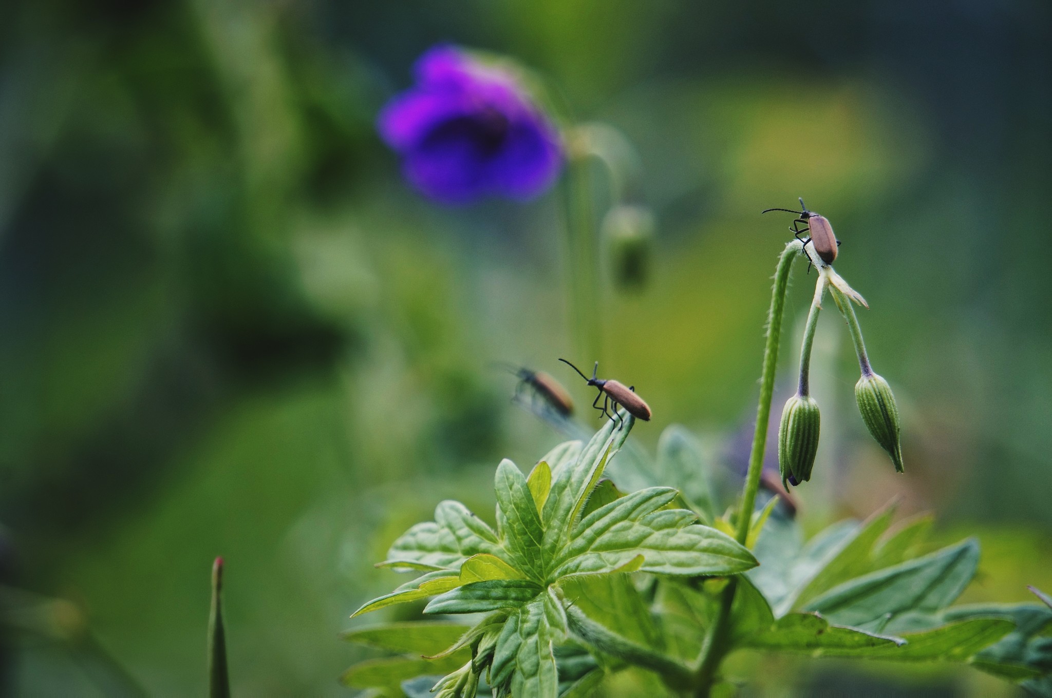 Nature frames. - My, Birds, Dacha, Nature, Insects, Longpost