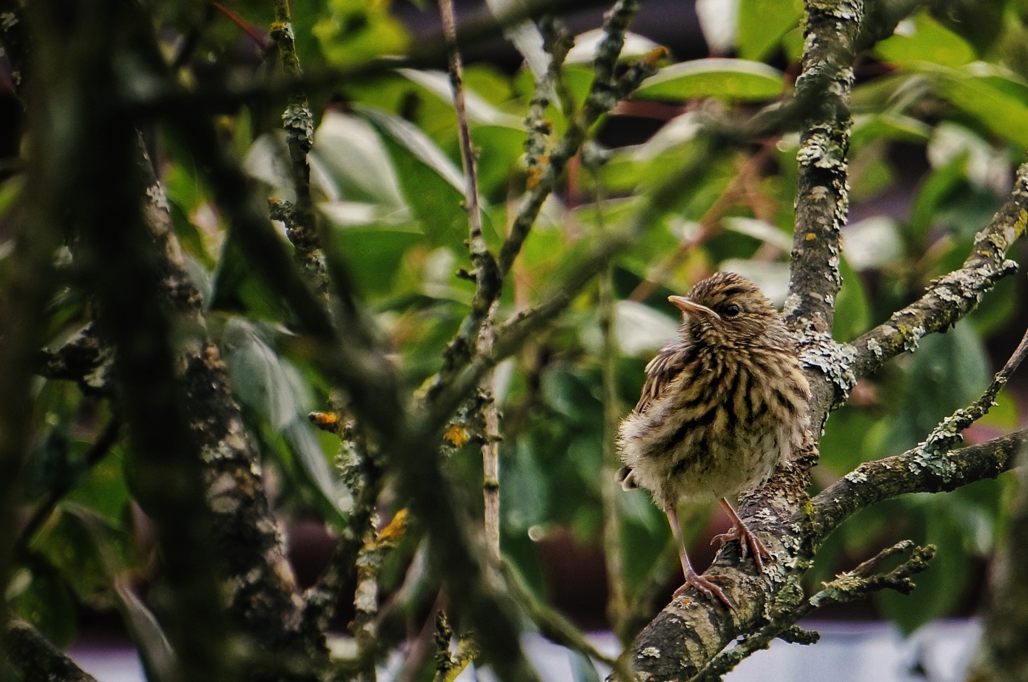 Nature frames. - My, Birds, Dacha, Nature, Insects, Longpost