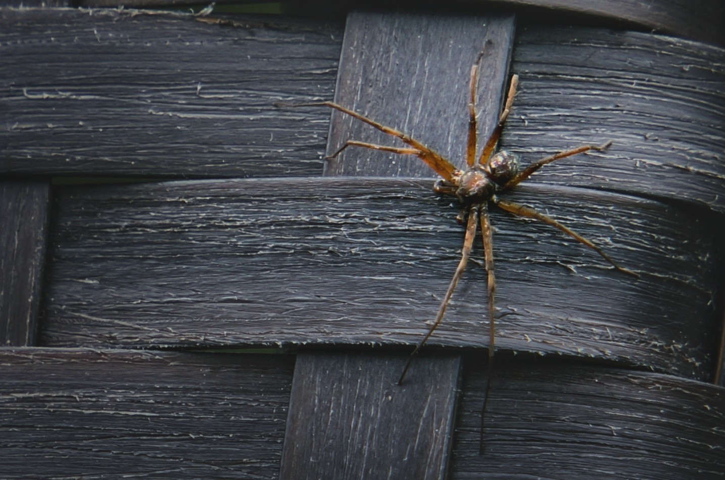 Nature frames. - My, Birds, Dacha, Nature, Insects, Longpost