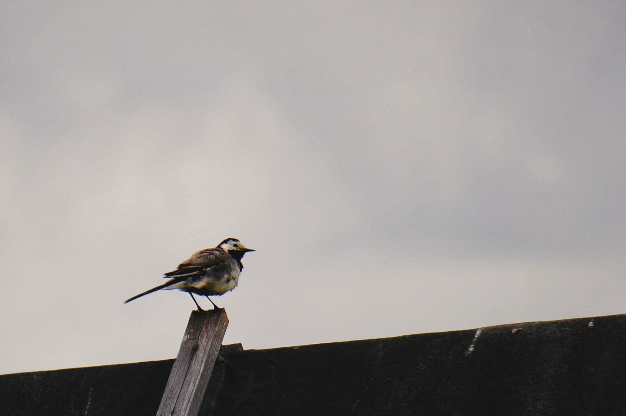 Nature frames. - My, Birds, Dacha, Nature, Insects, Longpost