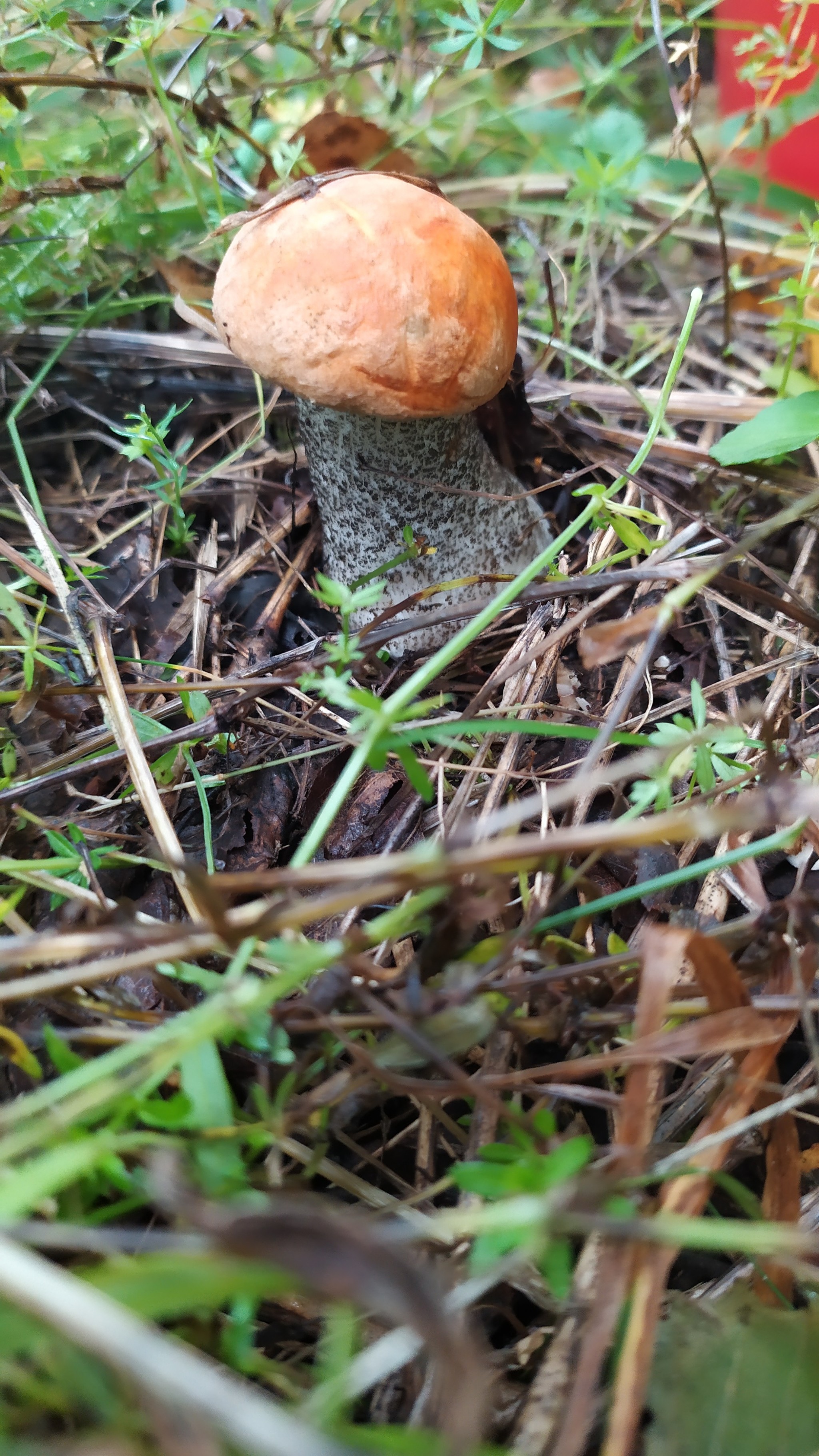 Mushrooms, 3 hours -7 buckets)) - My, Mushrooms, Forest, Longpost