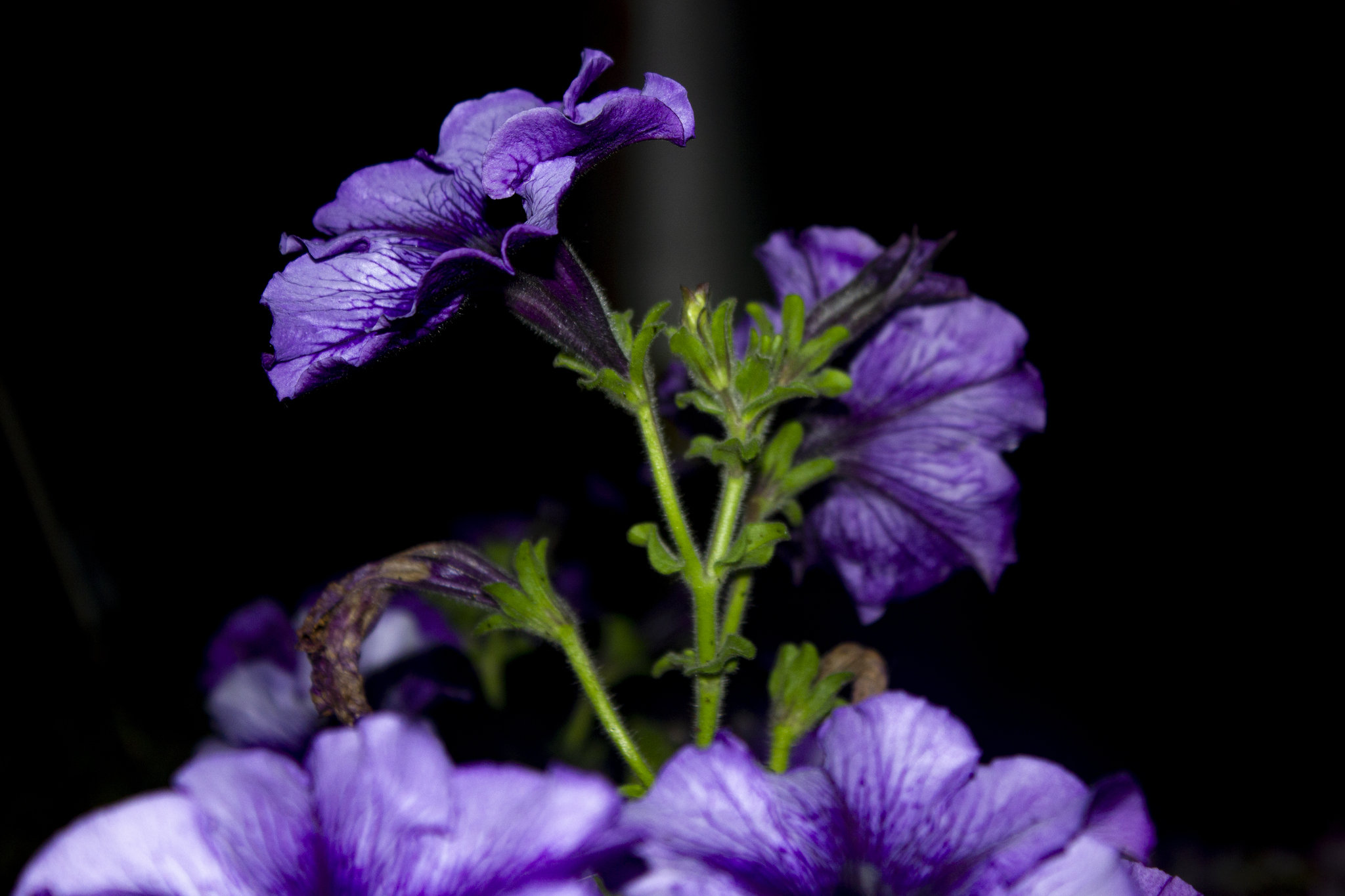 Checking the whale lens on flowers + night shooting. - My, The photo, Flowers, Canon EOS 550D, Kit 18-105, Longpost