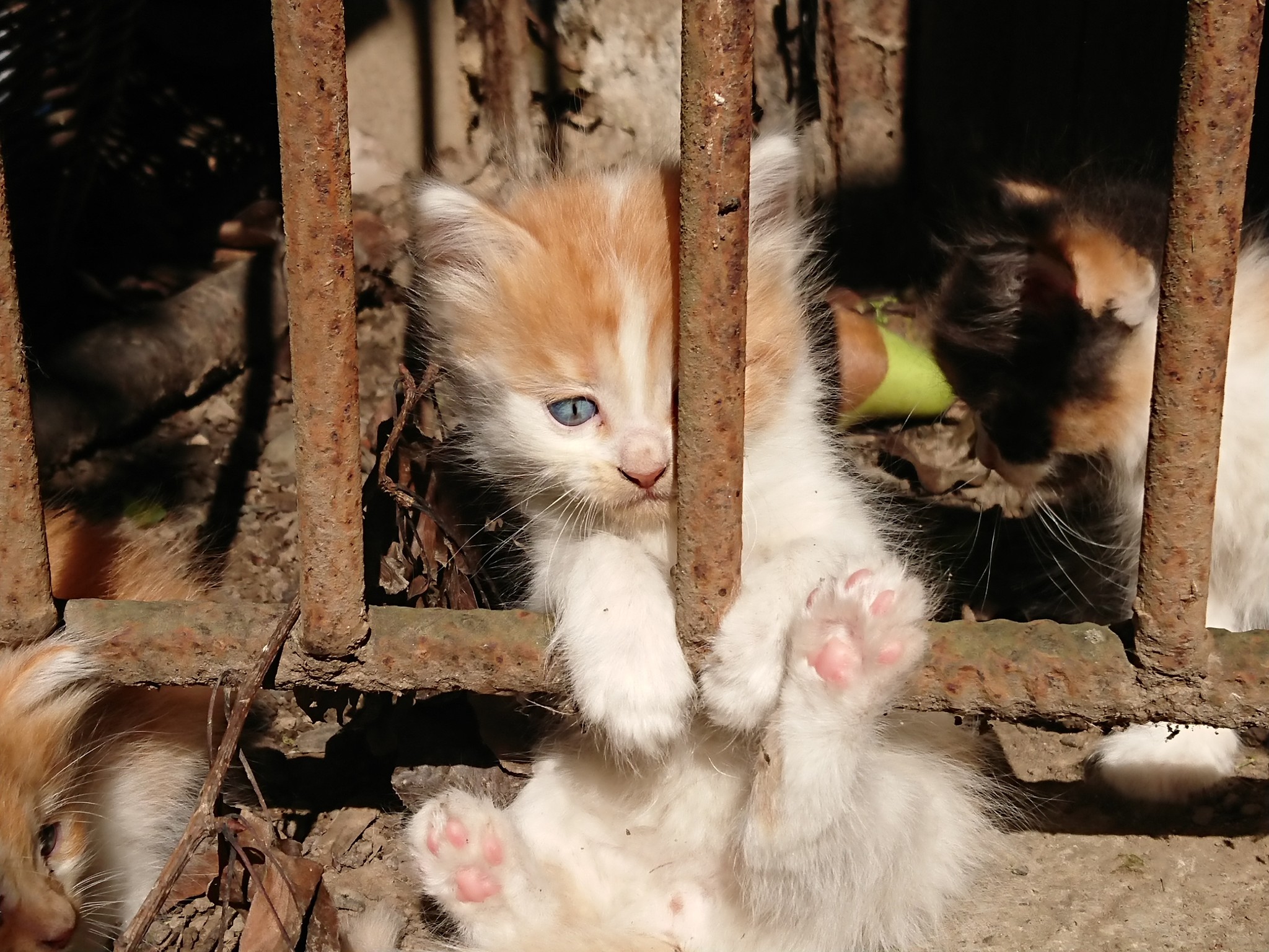 Kitten in captivity - My, Catomafia, cat, Kittens