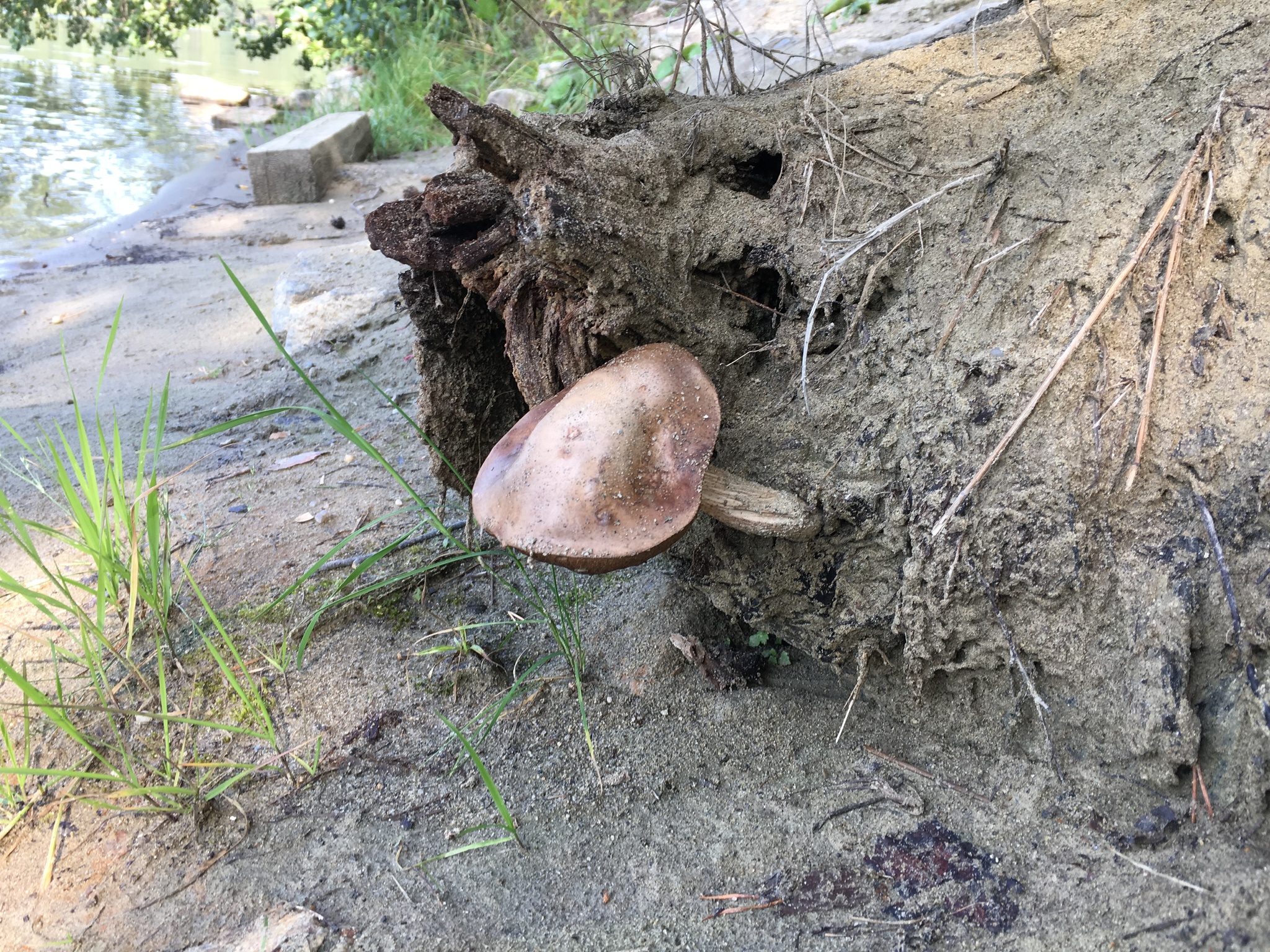 On a mushroom wave... - My, Mushrooms, Chelyabinsk region, Lake, Uvilds, Video, Longpost