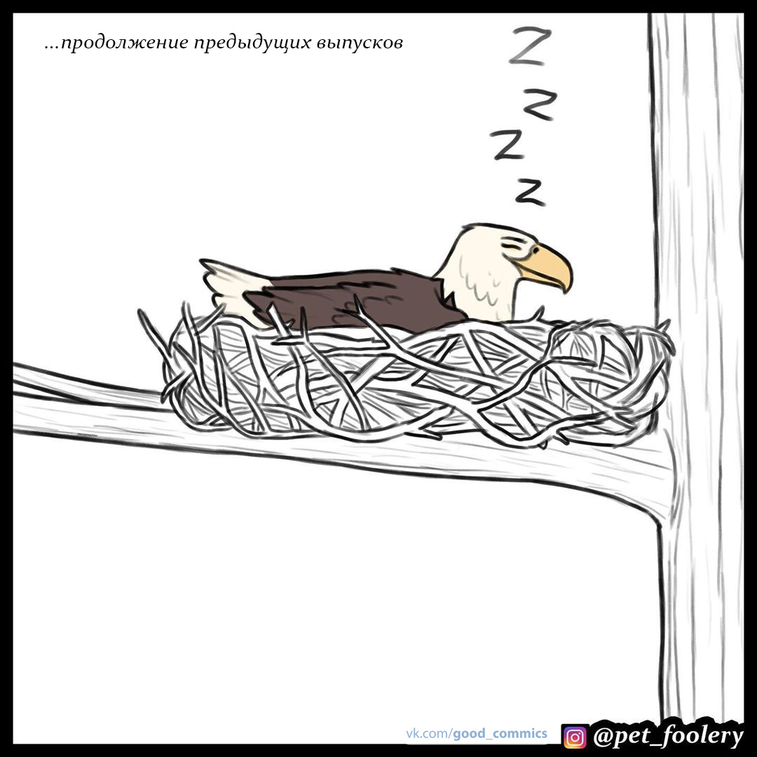 Hey bird! - Pet foolery, Brutus and Pixie, Eagle, cat, Dog, Translated by myself, Comics, Longpost