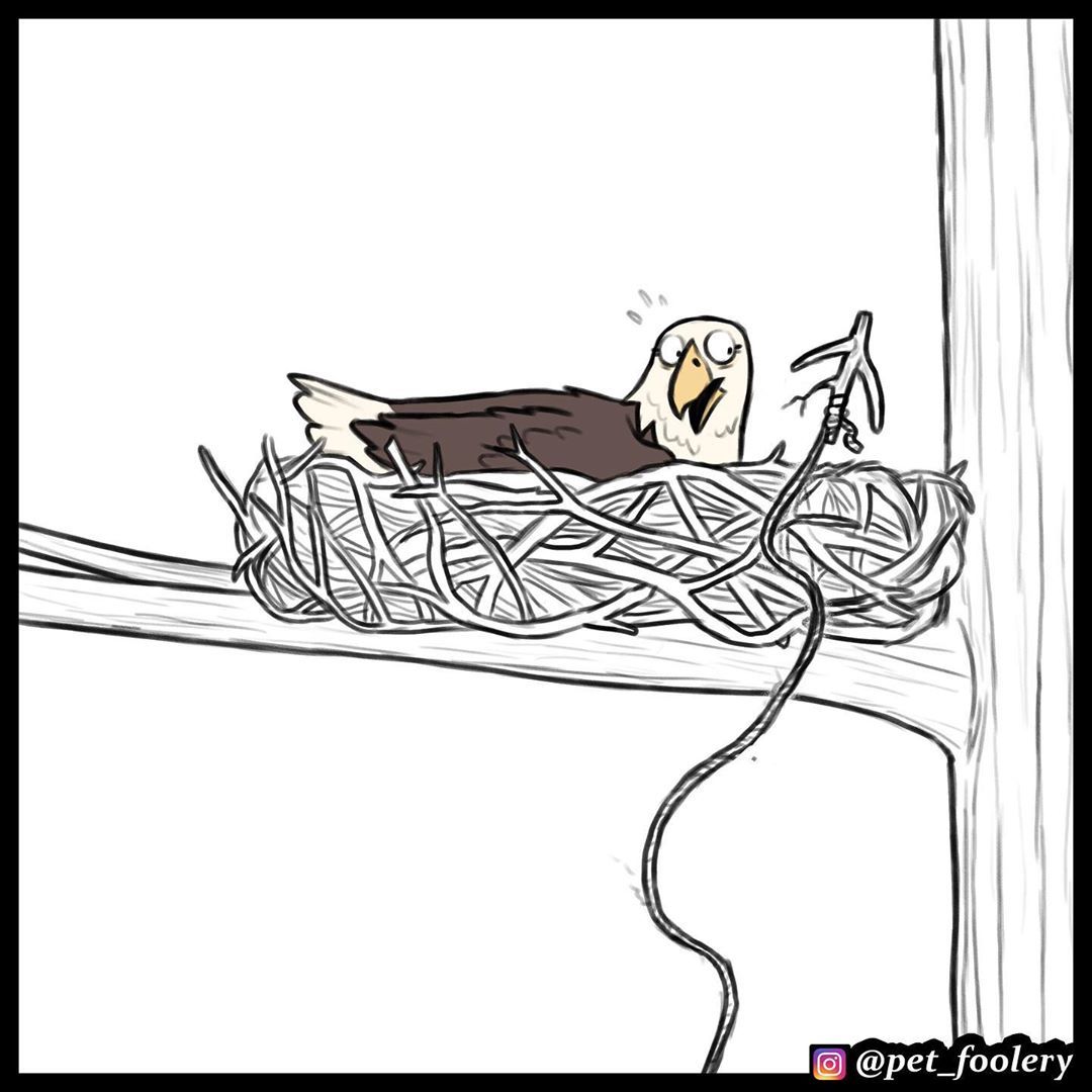 Hey bird! - Pet foolery, Brutus and Pixie, Eagle, cat, Dog, Translated by myself, Comics, Longpost