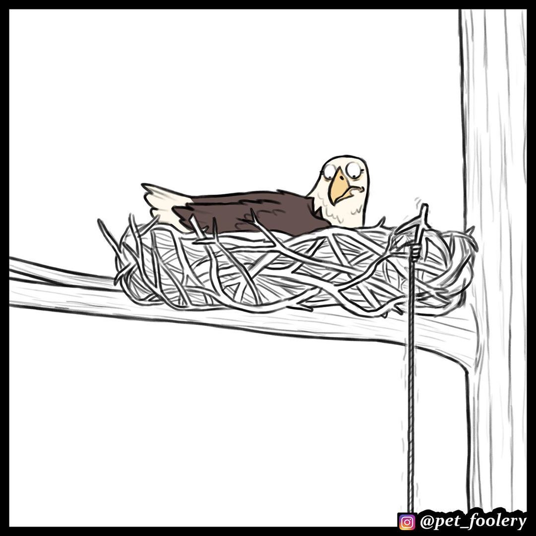 Hey bird! - Pet foolery, Brutus and Pixie, Eagle, cat, Dog, Translated by myself, Comics, Longpost