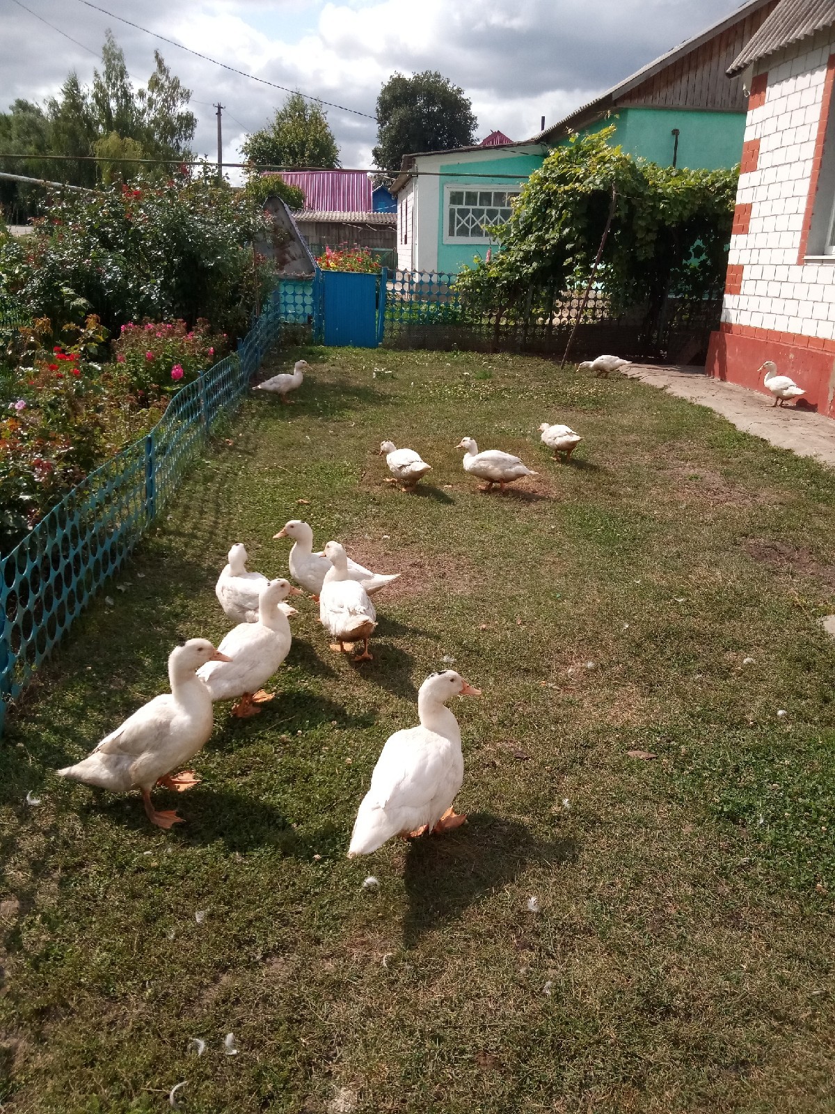 Vacation - My, Summer, Village, Hen, Flowers, Duck, cat, Longpost