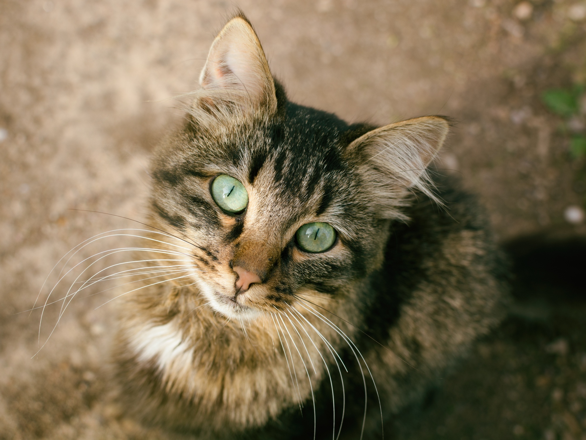 Green-eyed cat. - My, The photo, cat