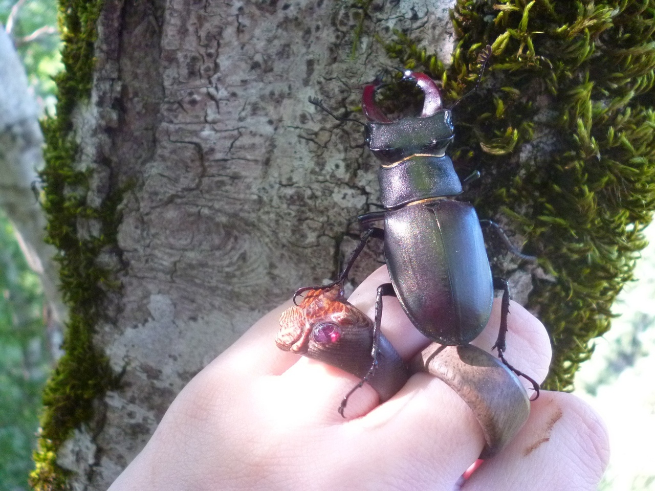 Stag beetle. - My, Жуки, Deer Beetle, Insects, Longpost