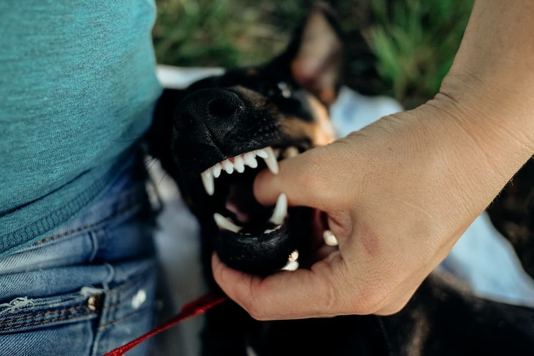 Dogs don't feel disabled - My, Disabled person, Jagd terrier, Longpost, Dog