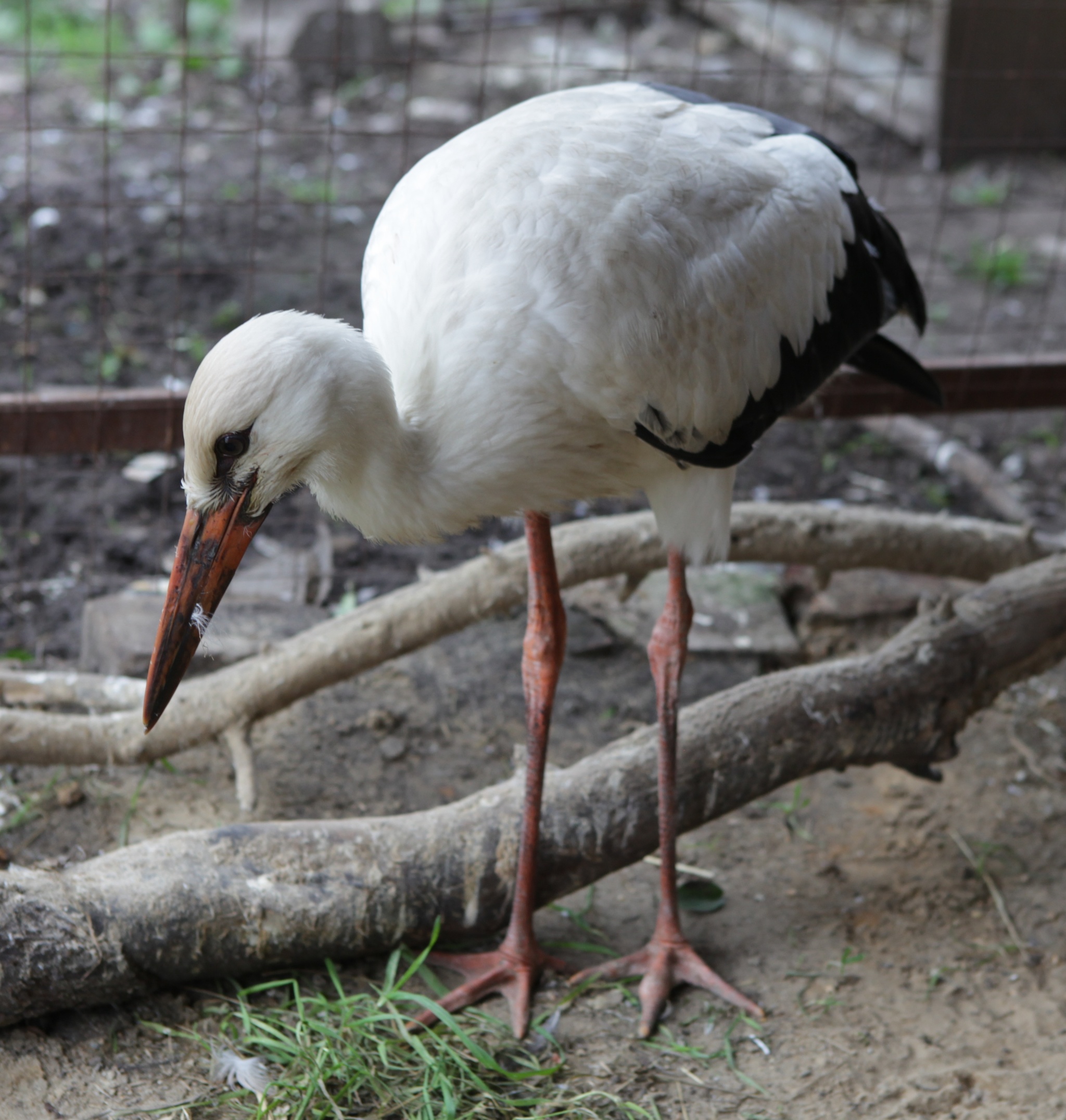 Bird shelter Wings of the World - My, Birds, Shelter, Crow, Stork, Longpost