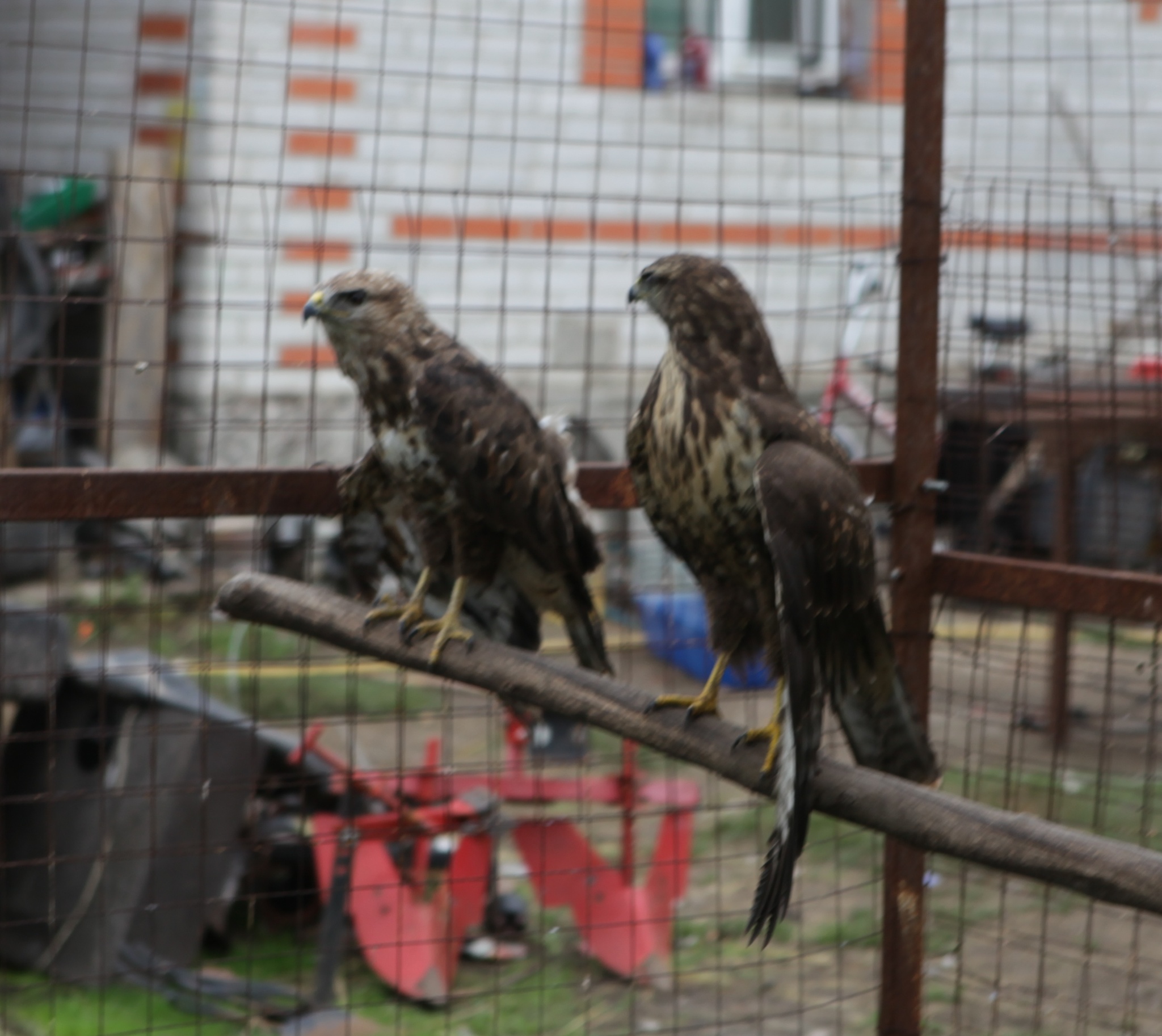 Bird shelter Wings of the World - My, Birds, Shelter, Crow, Stork, Longpost