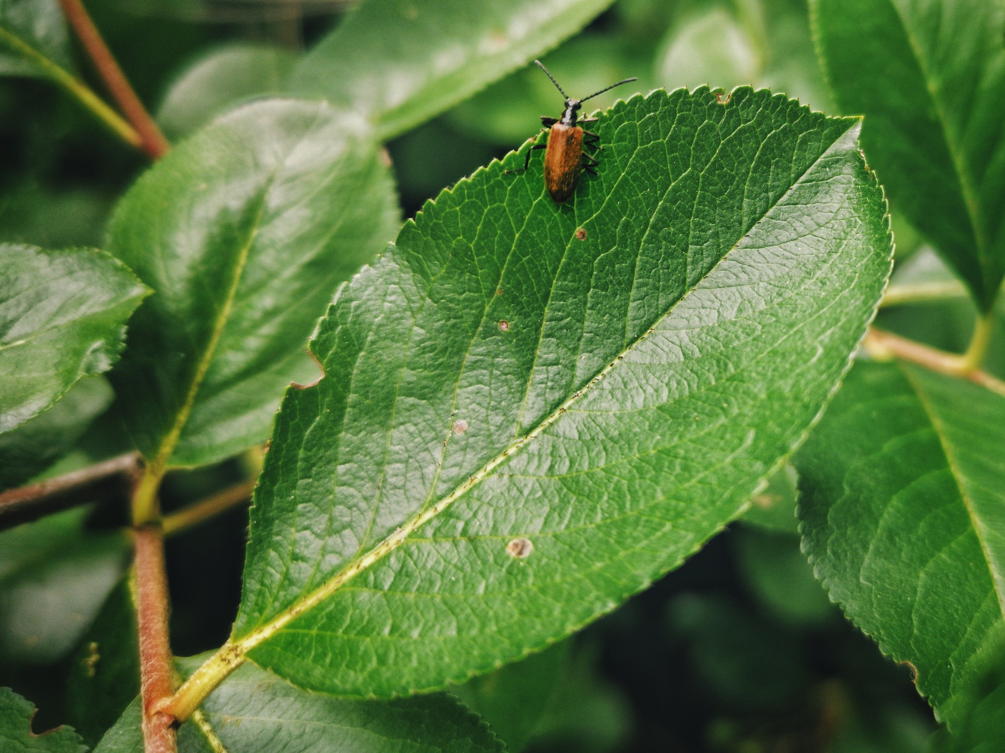 Nature frames part 2 - My, Nature, Forest, Dog, Birds, Insects, Landscape, Longpost