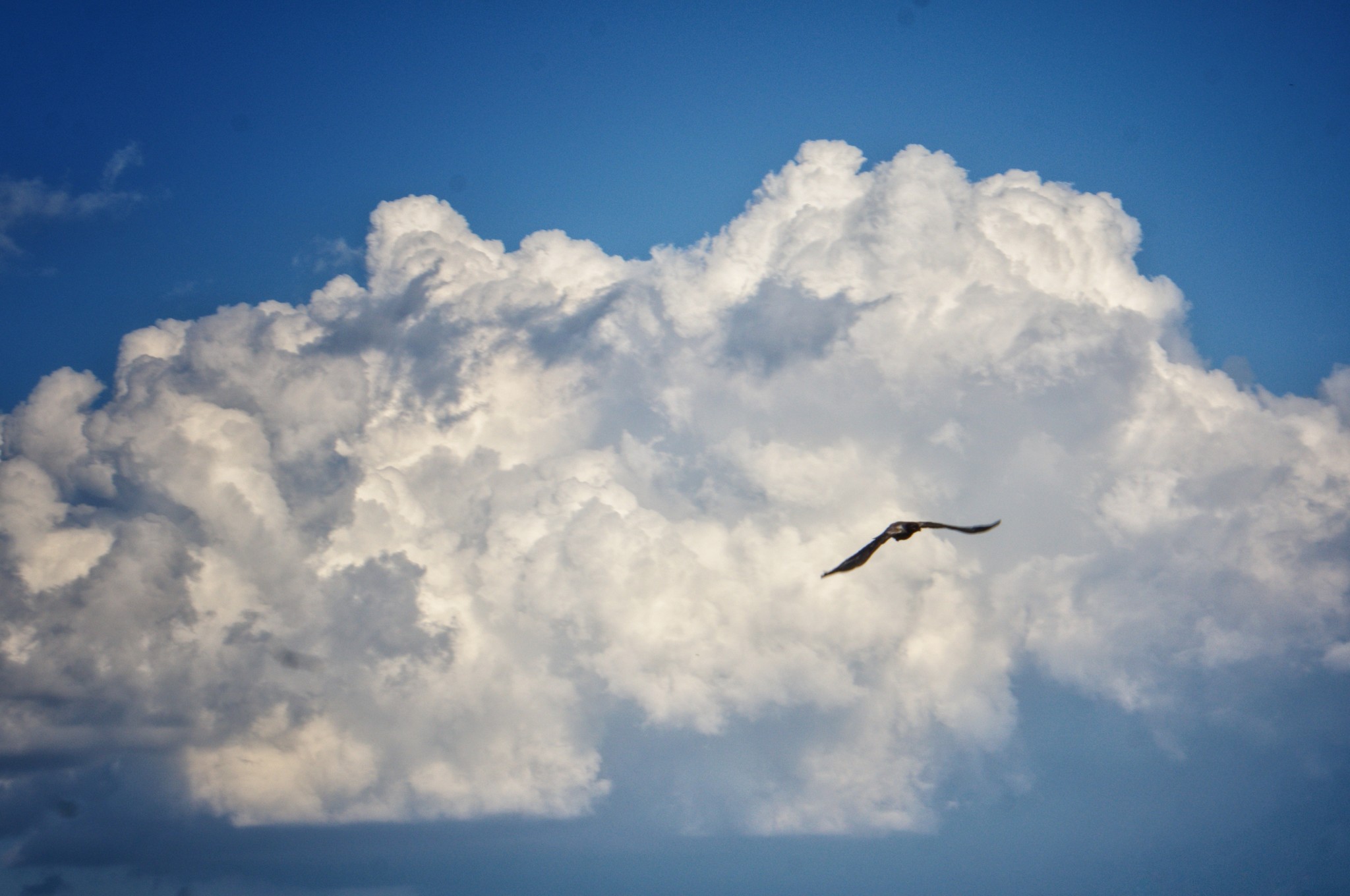 Nature frames part 2 - My, Nature, Forest, Dog, Birds, Insects, Landscape, Longpost