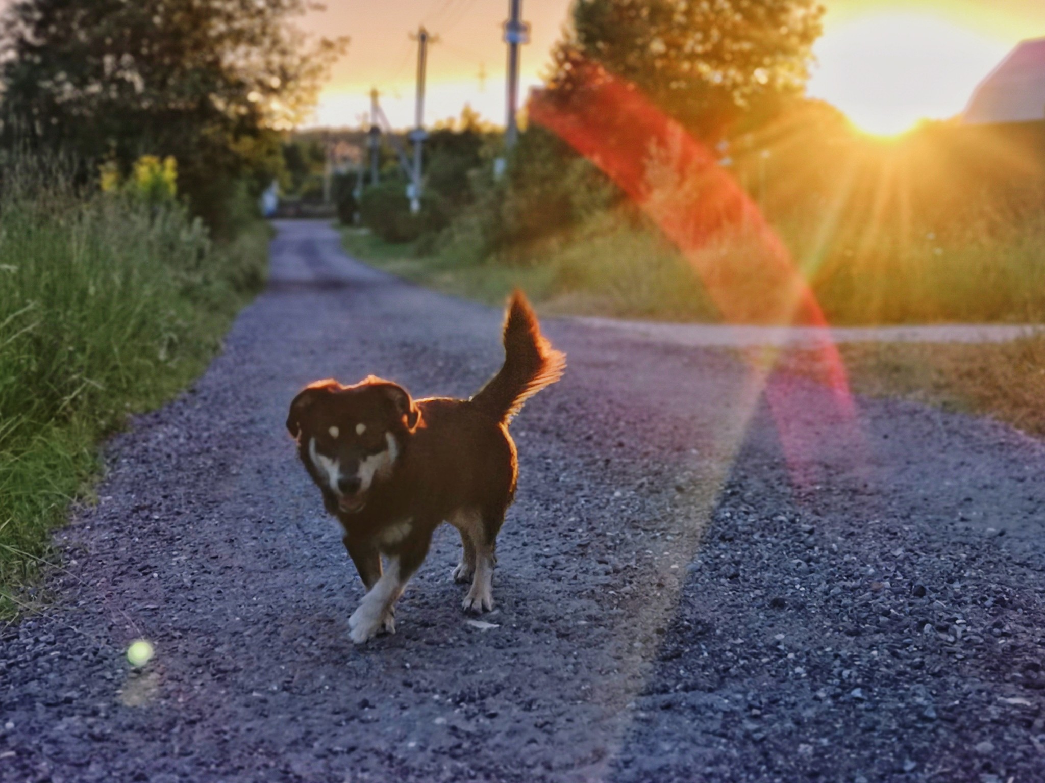 Nature frames part 2 - My, Nature, Forest, Dog, Birds, Insects, Landscape, Longpost