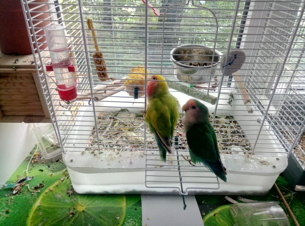 My savages are dirty deeds - My, Lovebirds, , A parrot, Video, Longpost