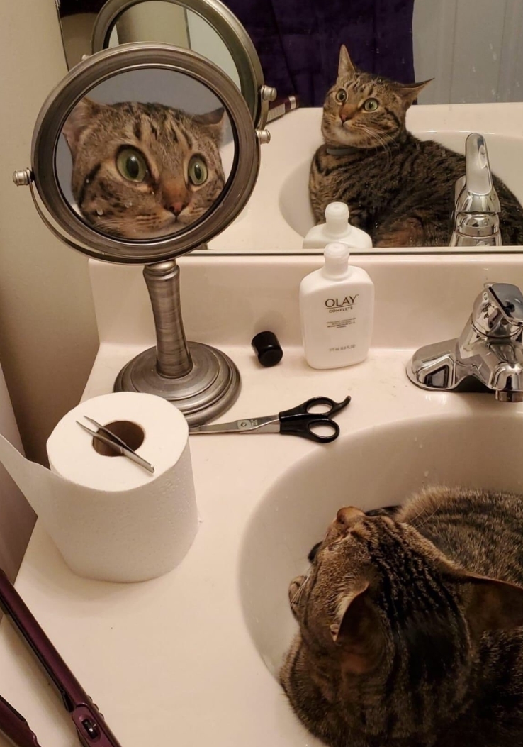 When you are surprised. - cat, Mirror, Reflection, Sink, Astonishment