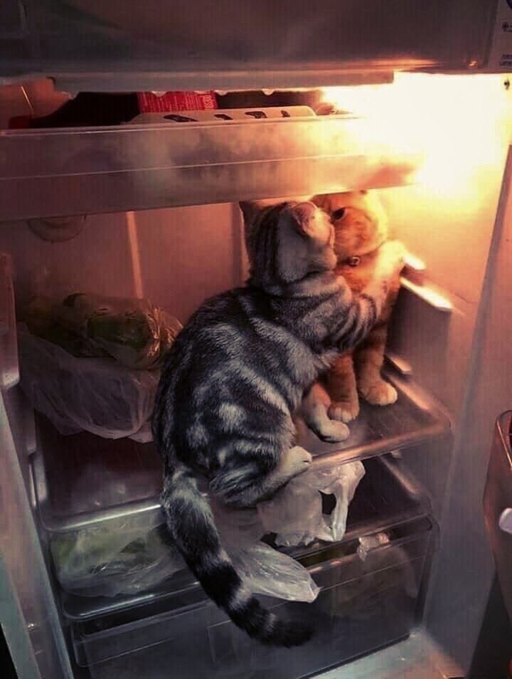 I don't understand what you're doing in my fridge? - cat, Gennady Gorin, Refrigerator