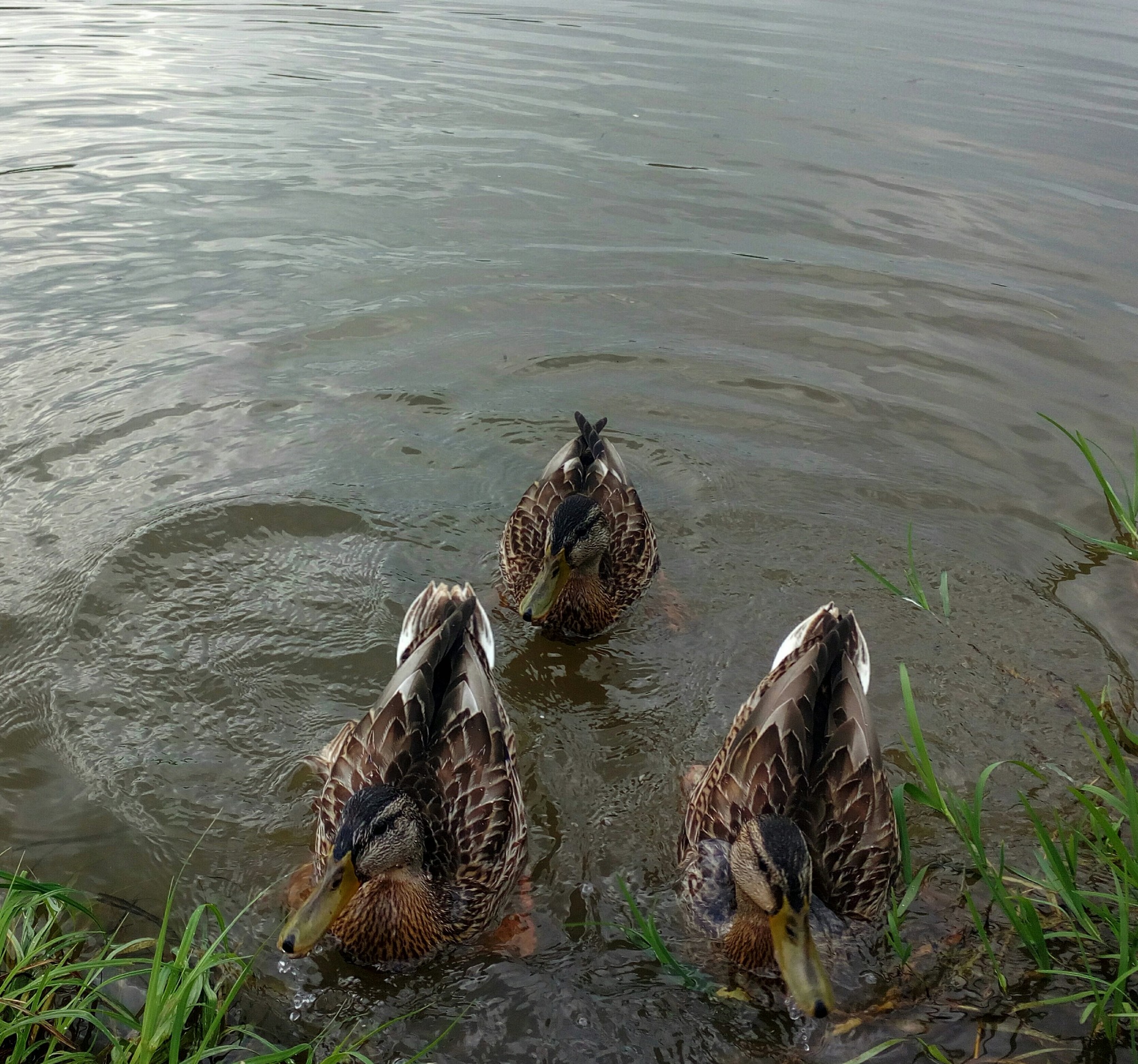 Gang of ducks - My, The photo, Wild ducks, Summer