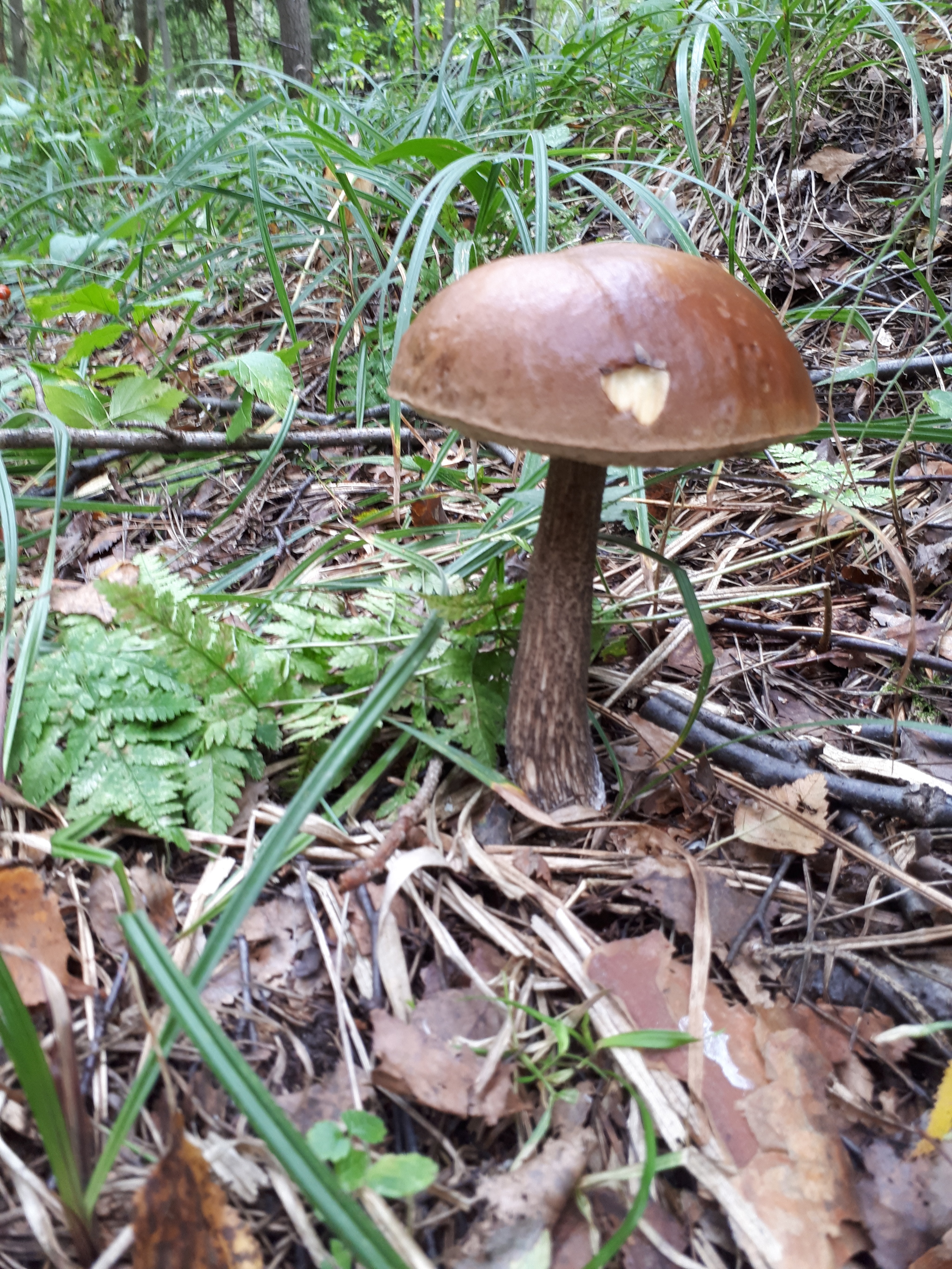 Call of nature - My, Silent hunt, Mushrooms, Forest, Подмосковье, Balashikha, Longpost