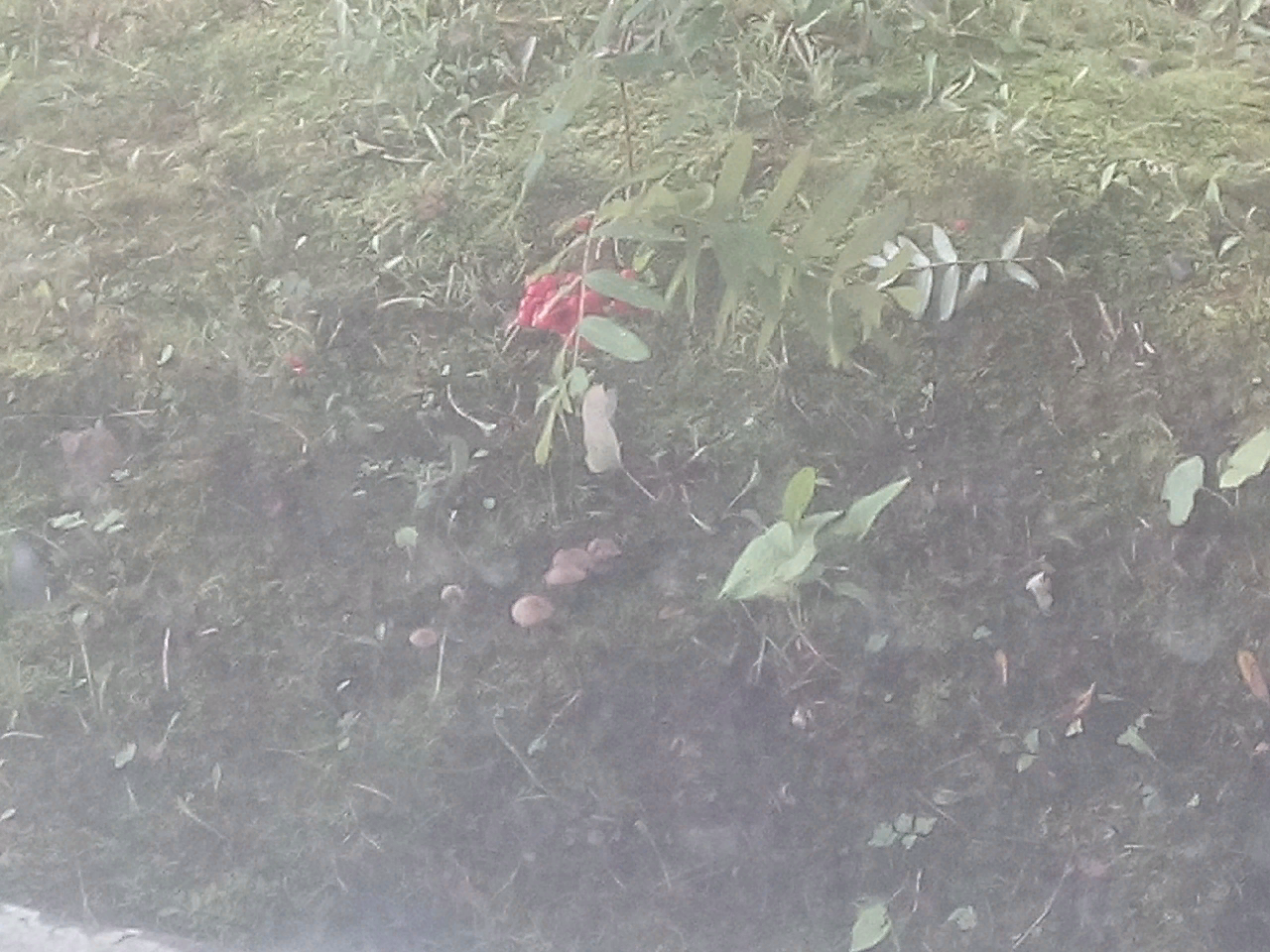 Question for mushroom pickers. What has grown in the yard? - My, Mushrooms, Courtyard, Longpost