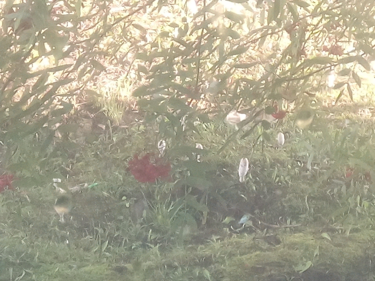 Question for mushroom pickers. What has grown in the yard? - My, Mushrooms, Courtyard, Longpost