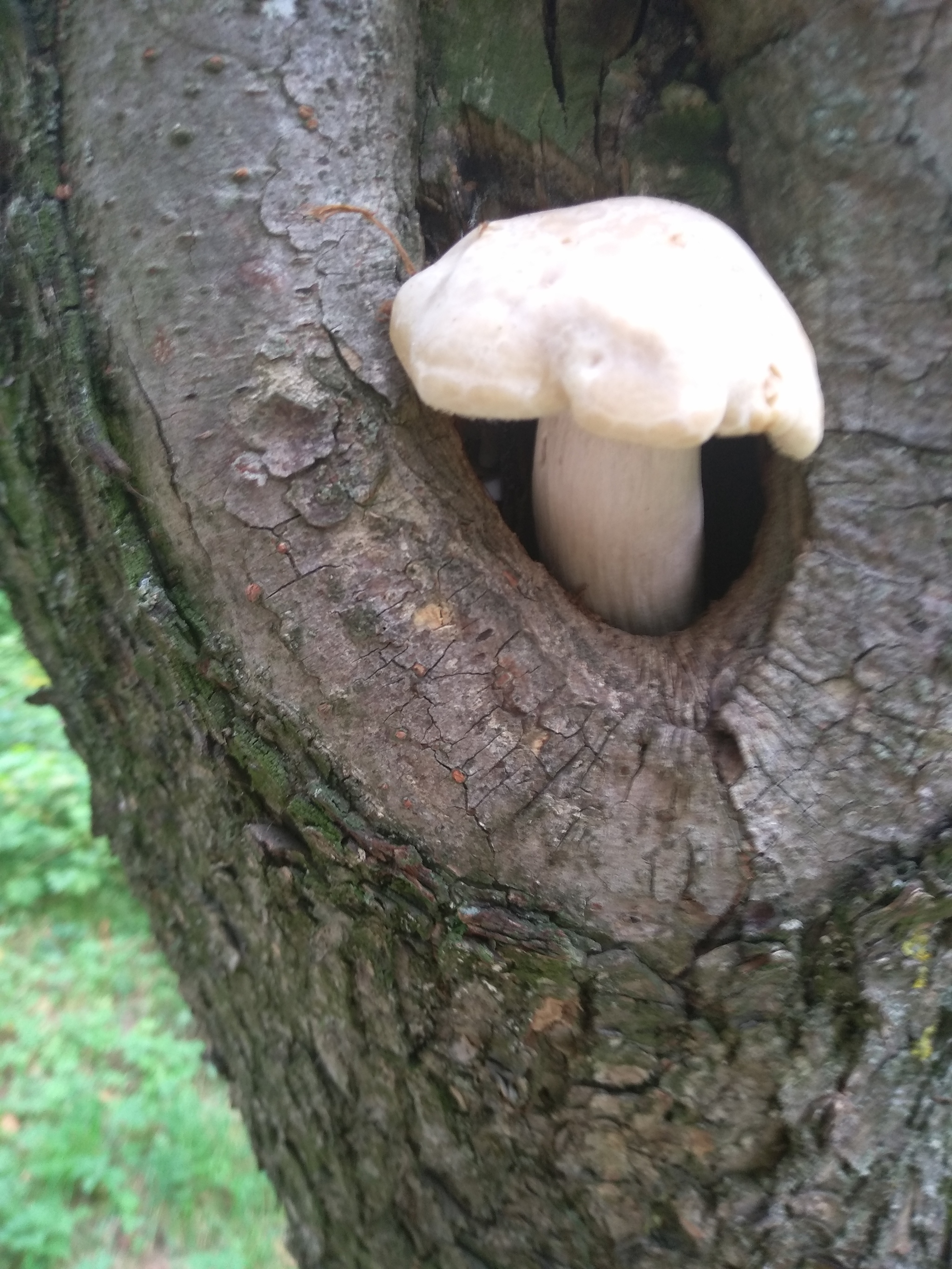 I sit high, I look far away - Mushrooms, Peterhof, Longpost