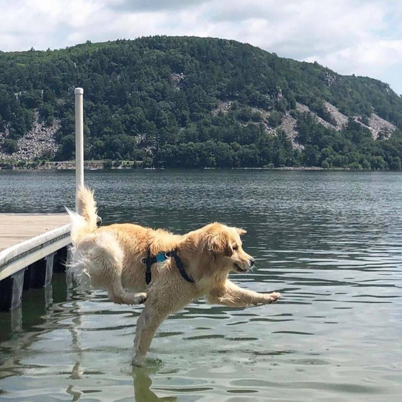 An elegant entry into the water or an attempt to walk on the water like dry land - Dog, Bounce, Bathing, Golden retriever, Pier, Milota, From the network, Bathing