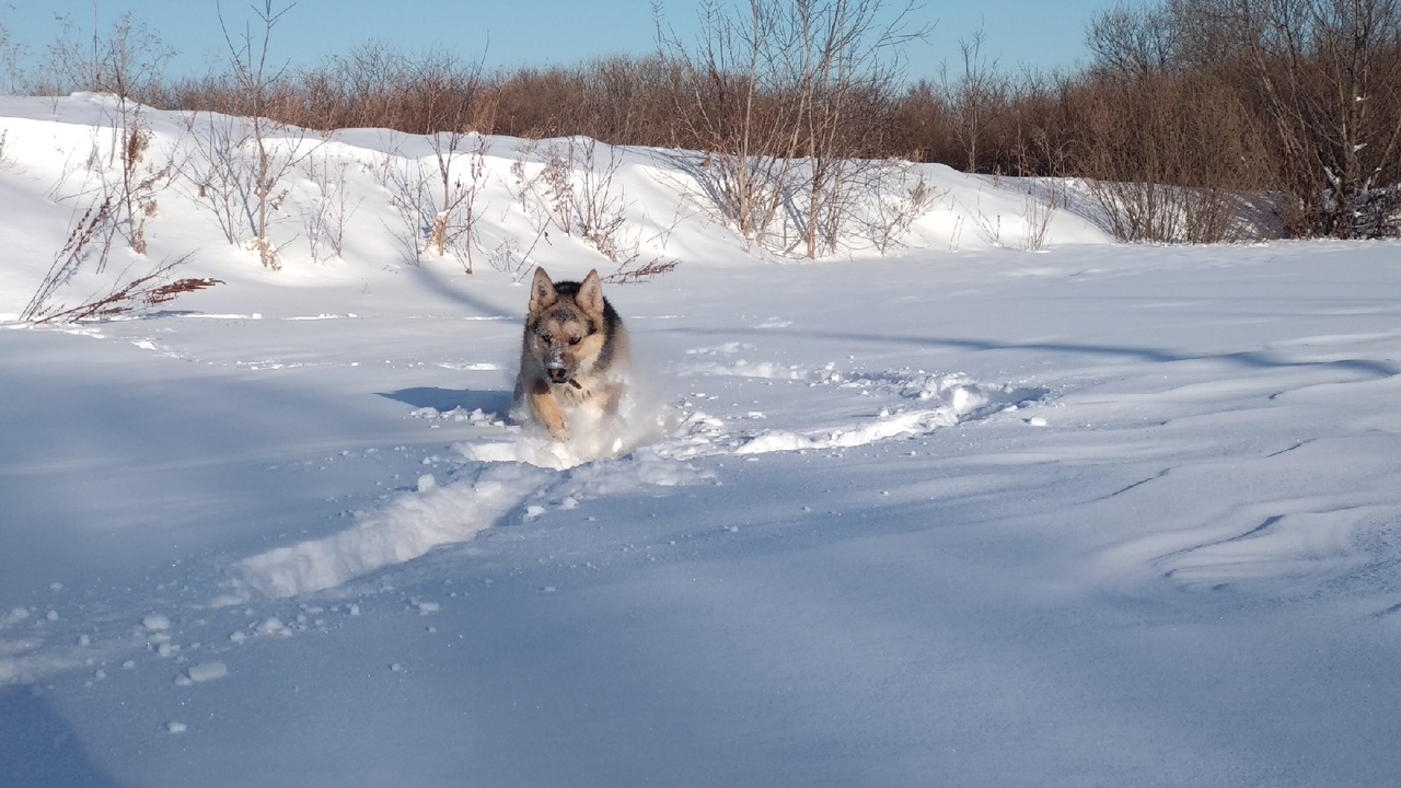 The story of one ordinary puppy. - My, Dog, German Shepherd, Puppies, Best friend, Dog breeds, Video, Longpost