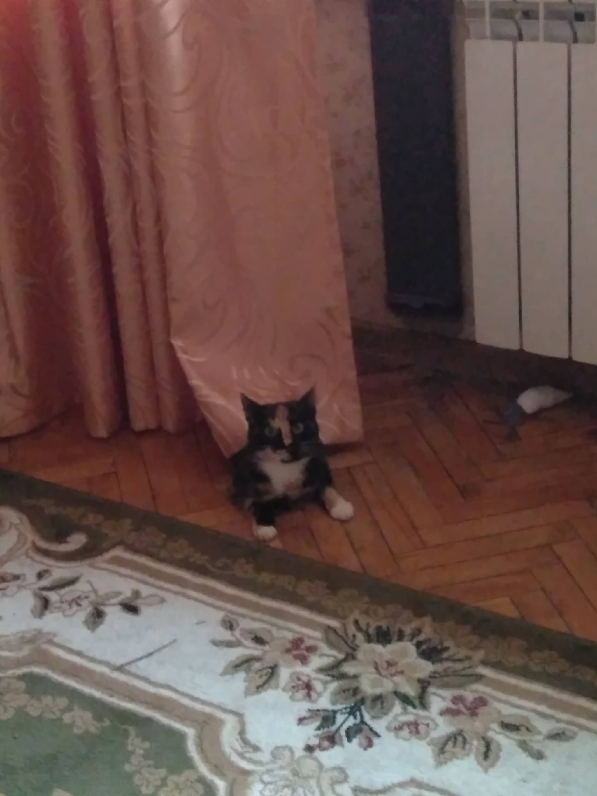 I'll give a cat, Moscow - In good hands, Tricolor cat, Moscow, No rating, Longpost, cat