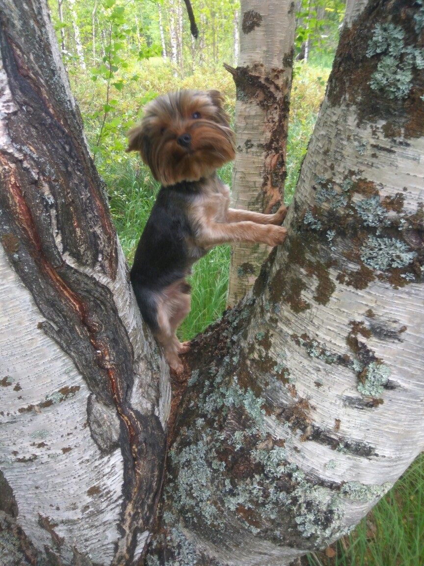 Yorkshire squirrel - My, Dog, Village