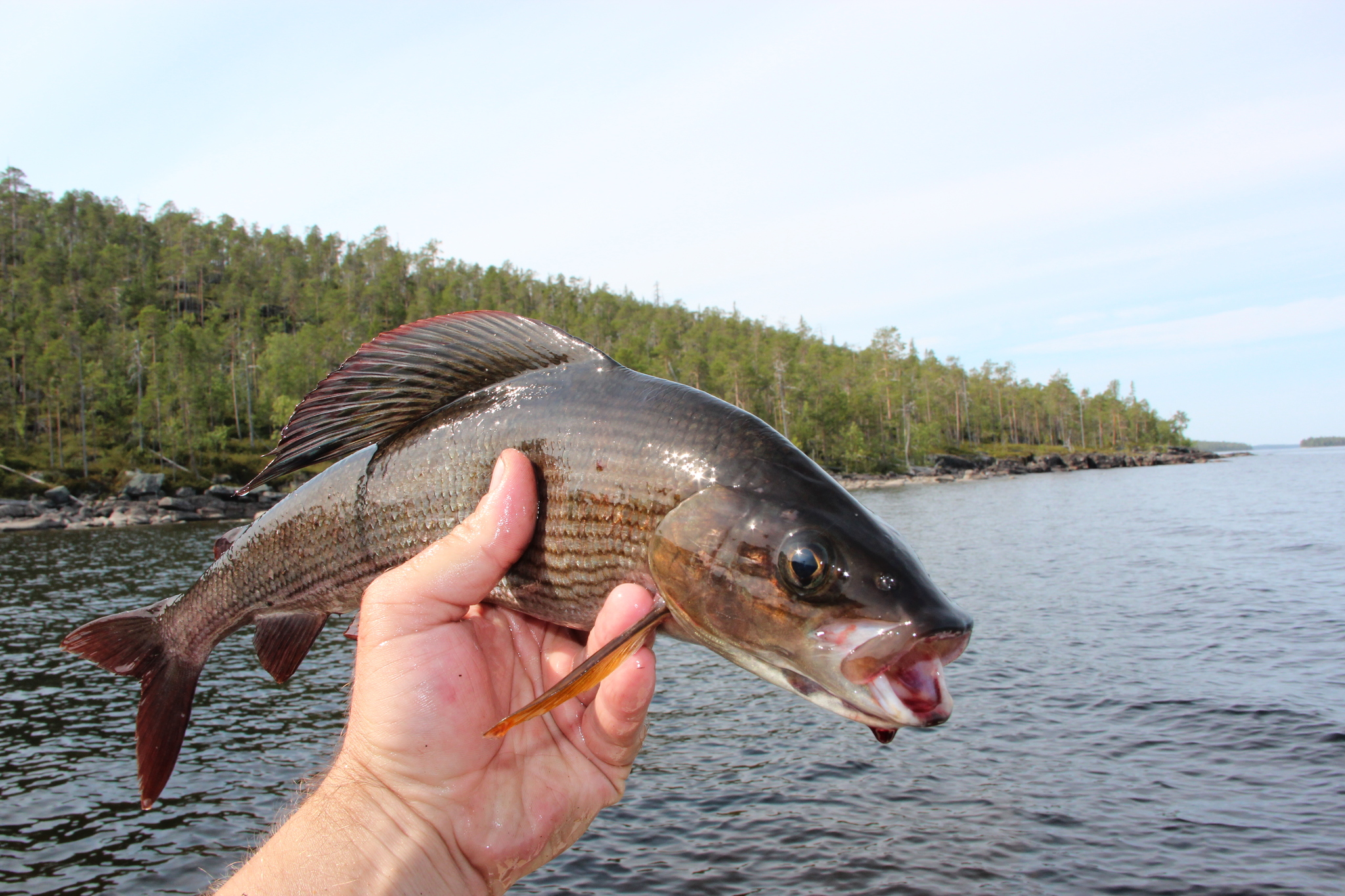 Topo - My, Fishing, North, Travels, AUTONOMY, North Karelia, Longpost