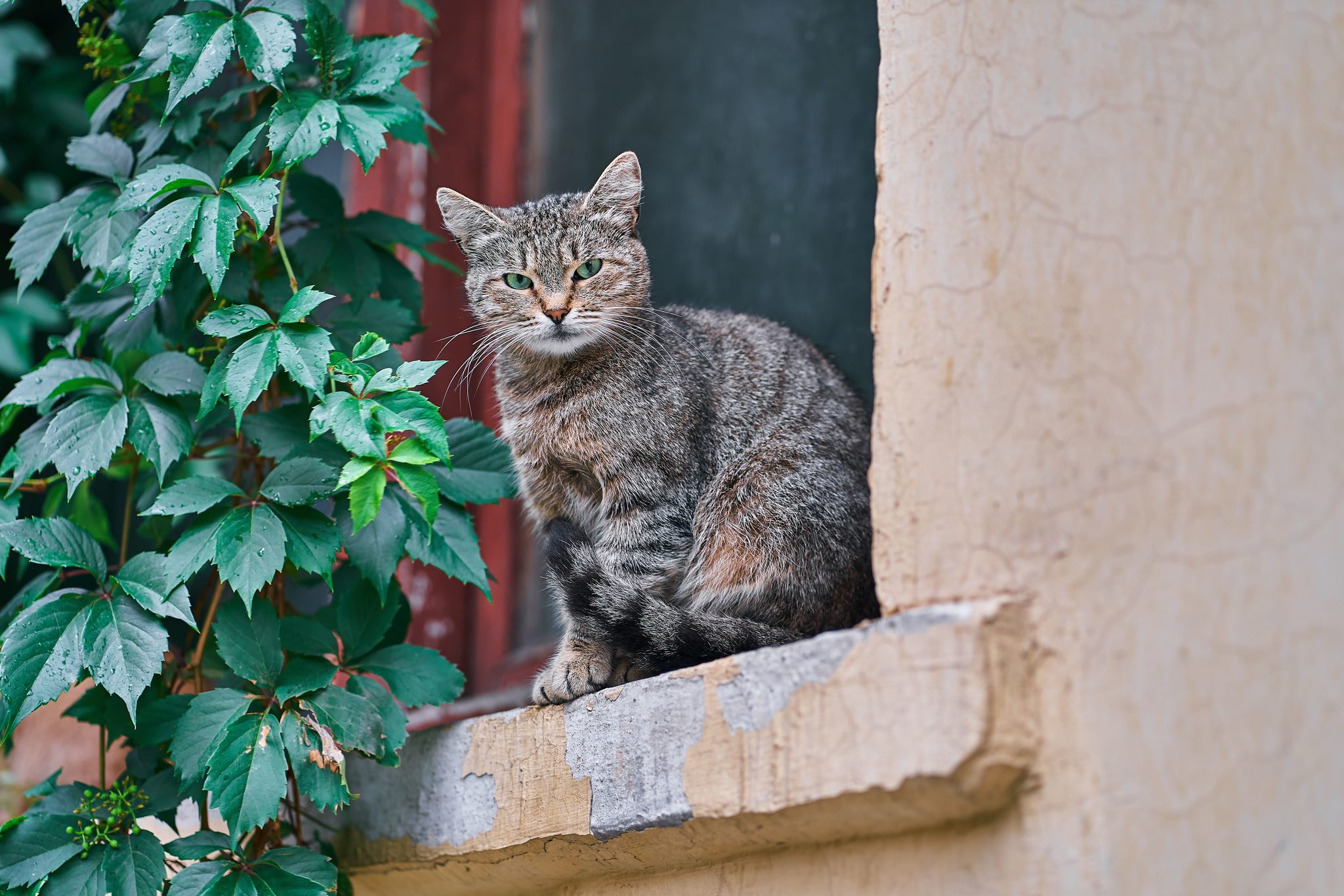 city ??cats - My, The photo, cat, Animals, Cur, Animalistics, Longpost