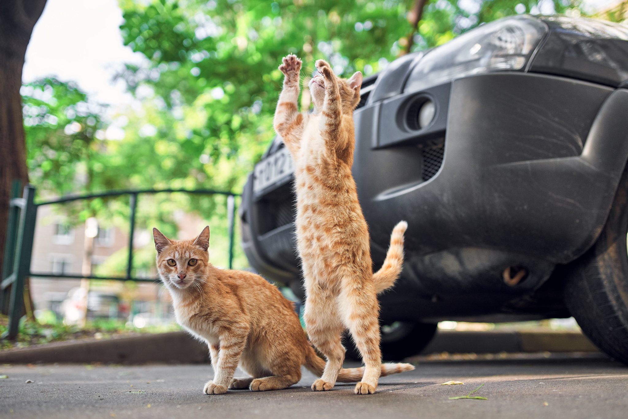 Сили кетс. The Cat and the City. City Cats Пермь девушки.