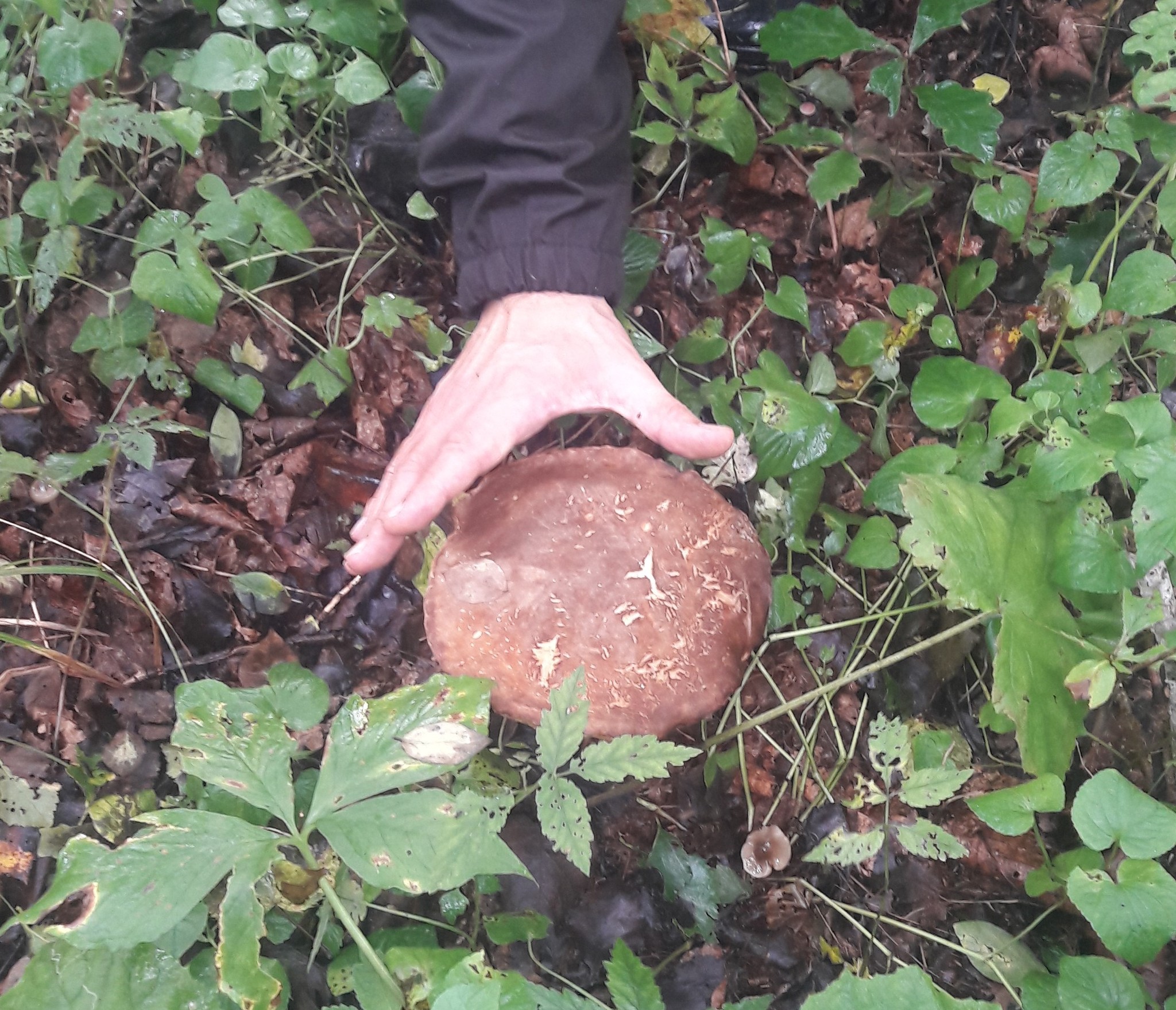 Mushrooms, mushrooms! - My, Mushrooms, Vladivostok, Forest, Longpost