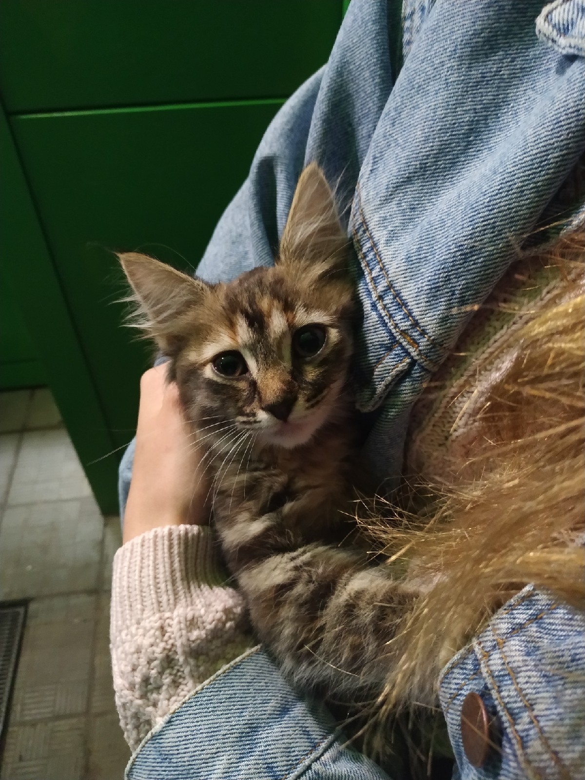 Kitten looking for a home - My, Saint Petersburg, cat, In good hands, Catomafia, Longpost, No rating, Help, Helping animals