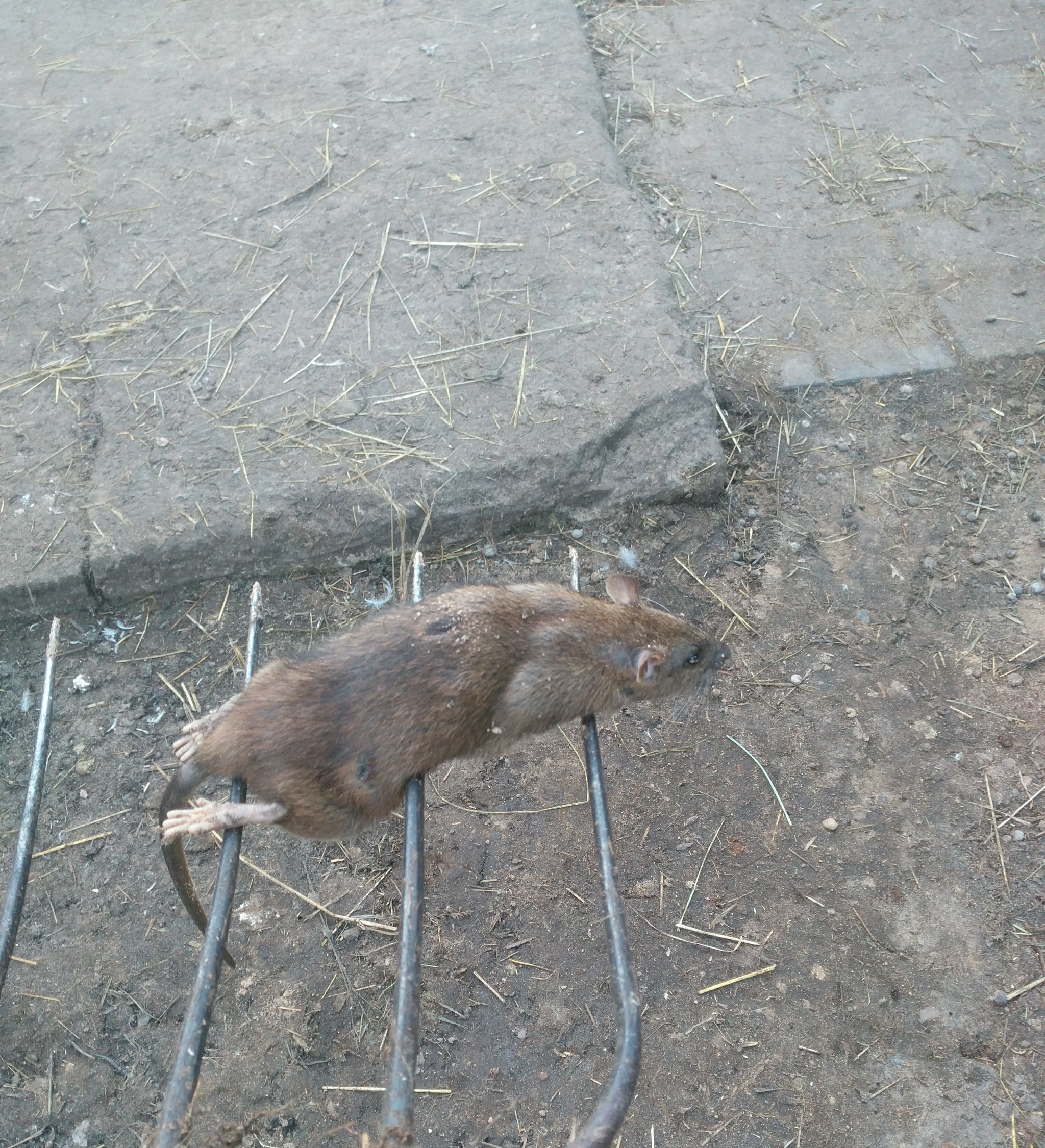 The hunt was successful - My, Rat, Dacha, Pneumatics, Longpost, Airguns