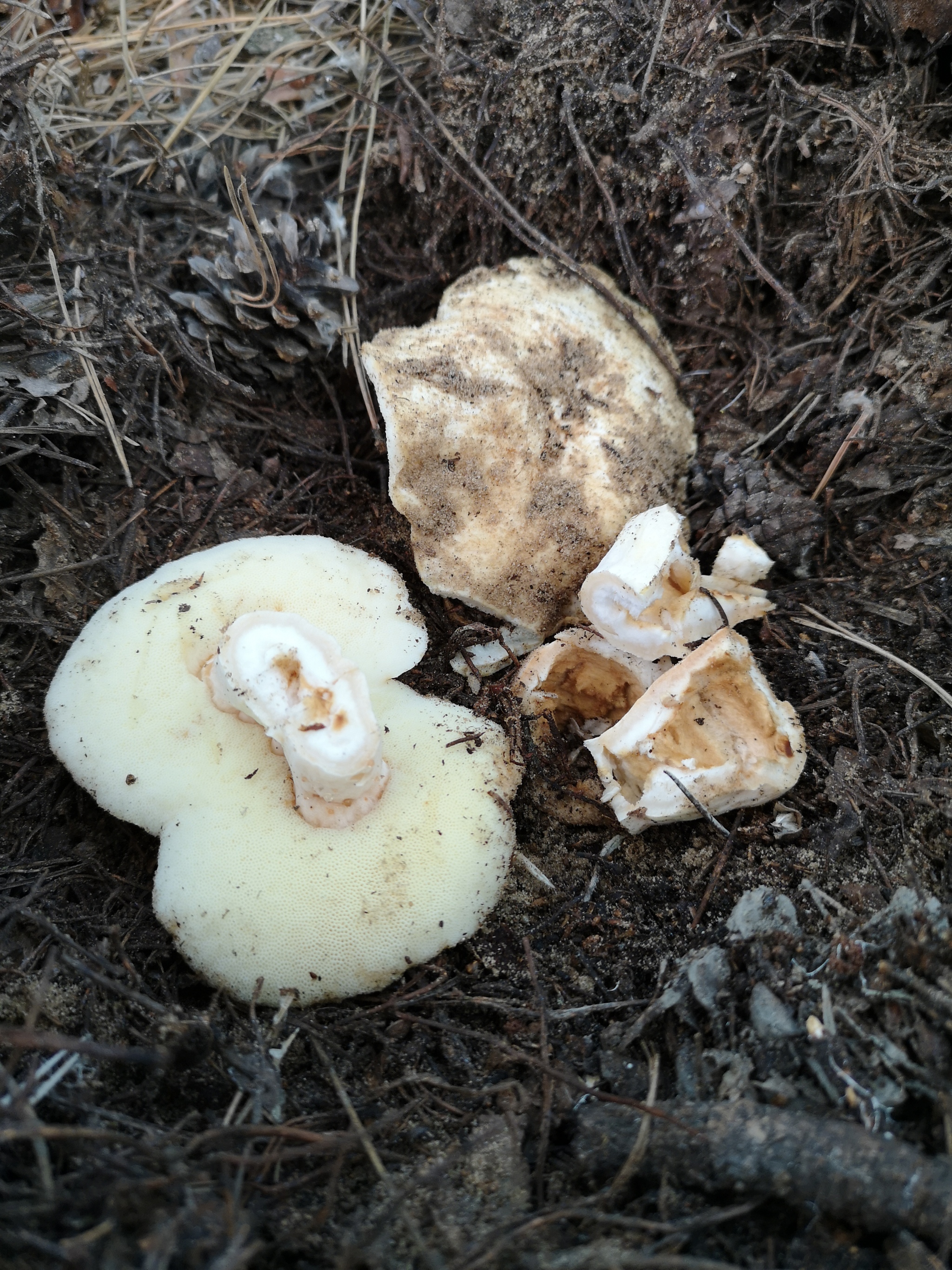 Tell me what kind of mushrooms - My, Mushrooms, Silent hunt, No rating, Longpost