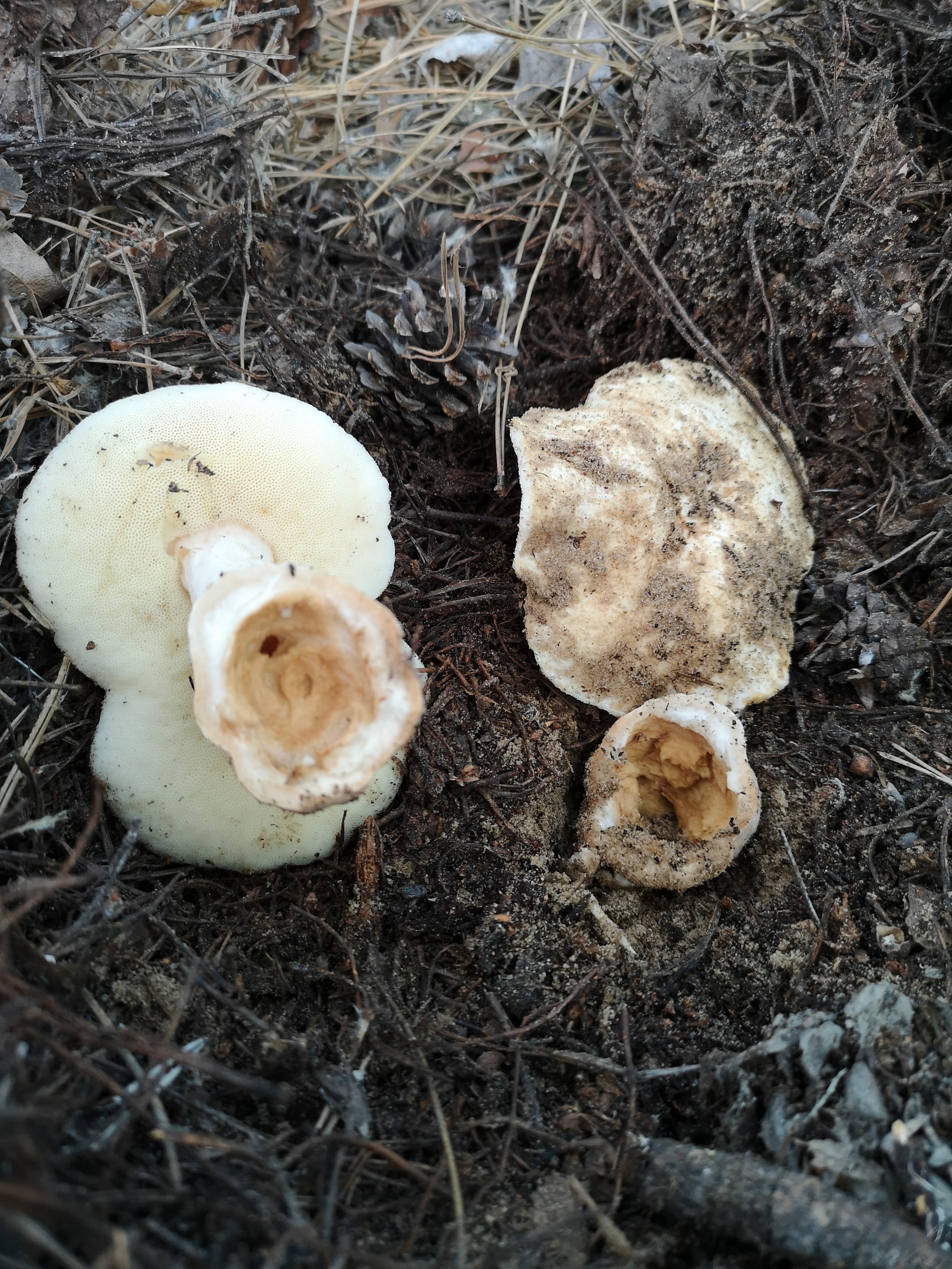 Tell me what kind of mushrooms - My, Mushrooms, Silent hunt, No rating, Longpost