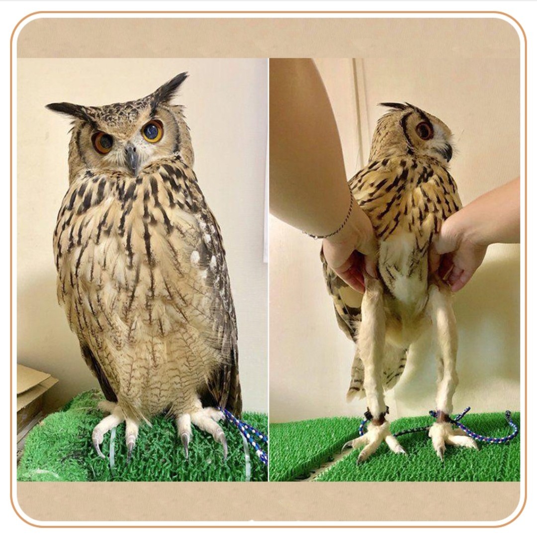 Model - Owl, Honestly stolen, Humor