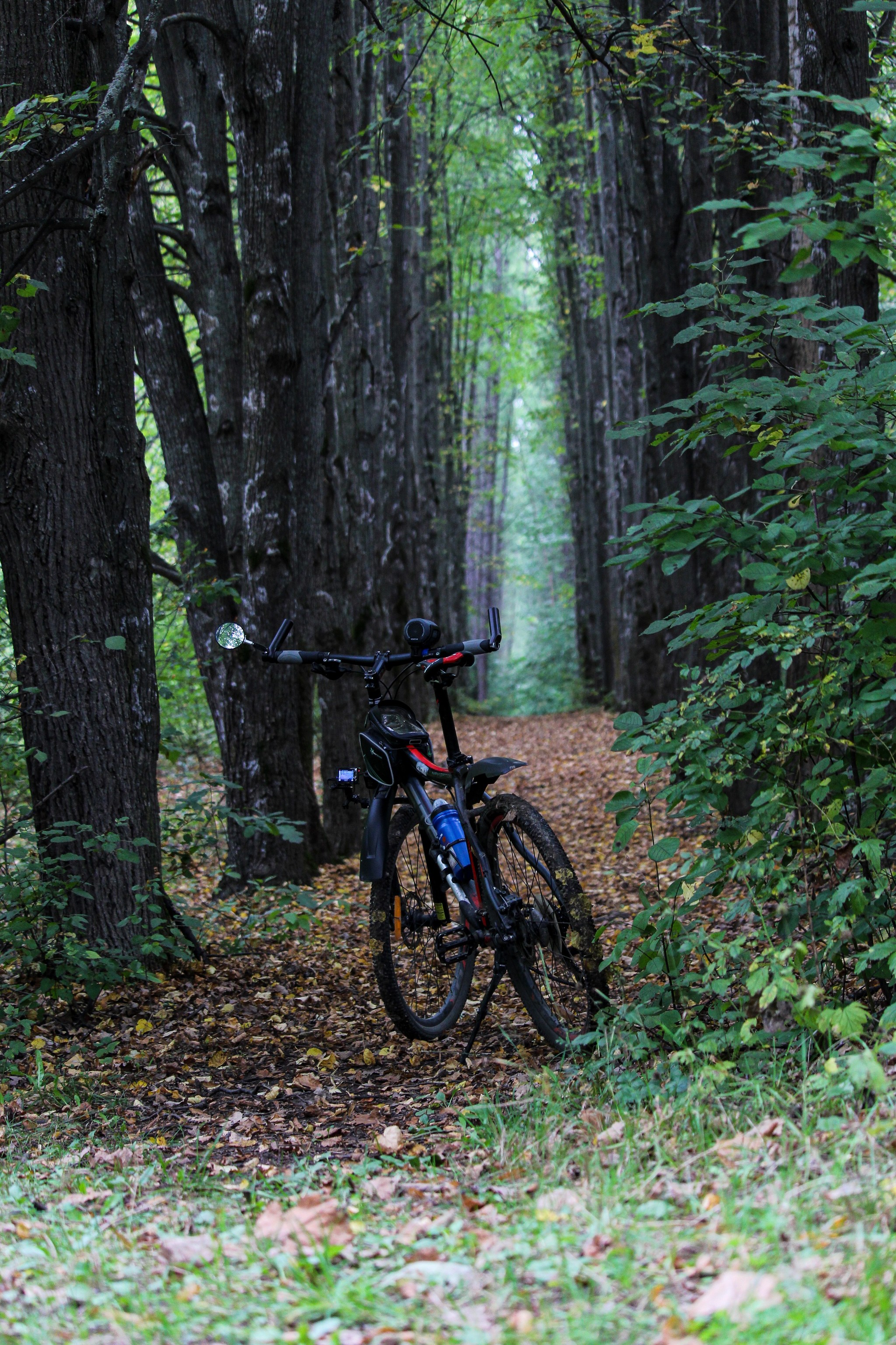 paths - My, The photo, Nature, Longpost, Video