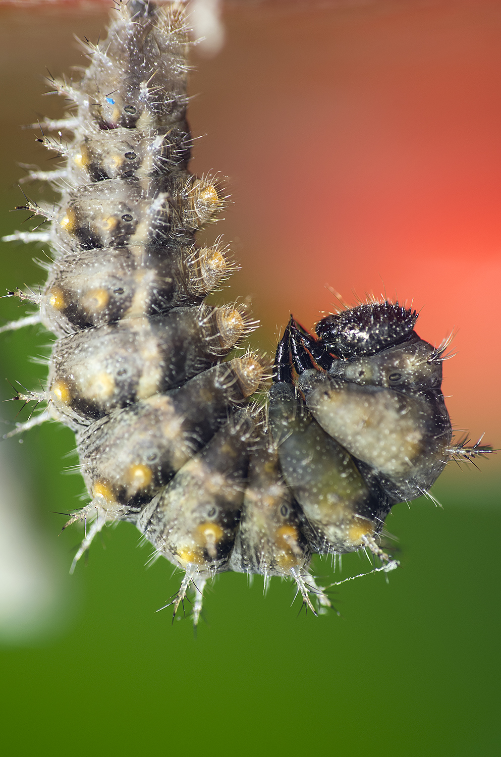 Pants are turning..... pants are turning..... - My, Nature, Caterpillar, Butterfly, Insects, Children, Observation, Hobby, Longpost