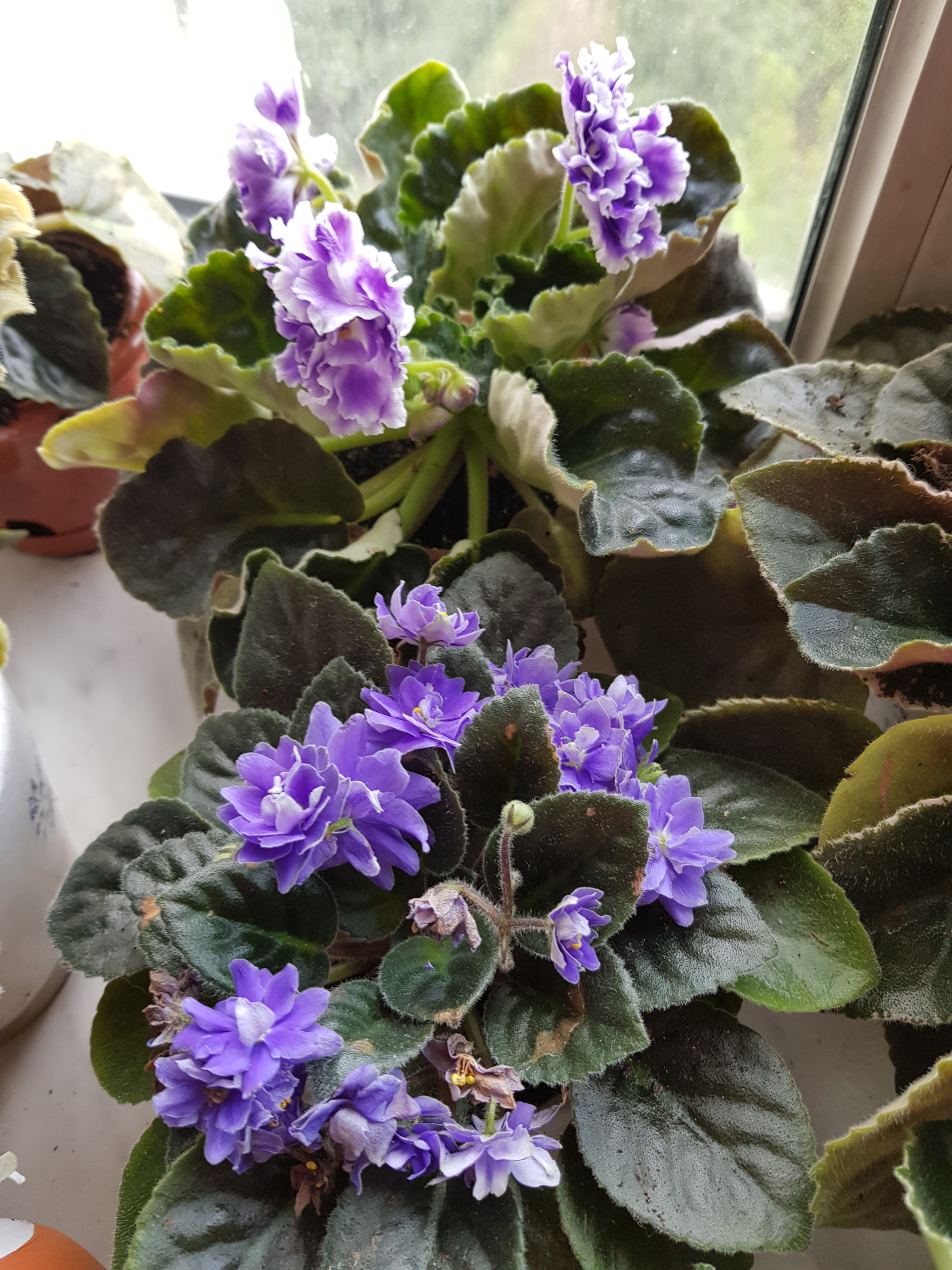 Flowers of my love. - My, Flowers, Plants, Houseplants, Violets, Note 8, Longpost