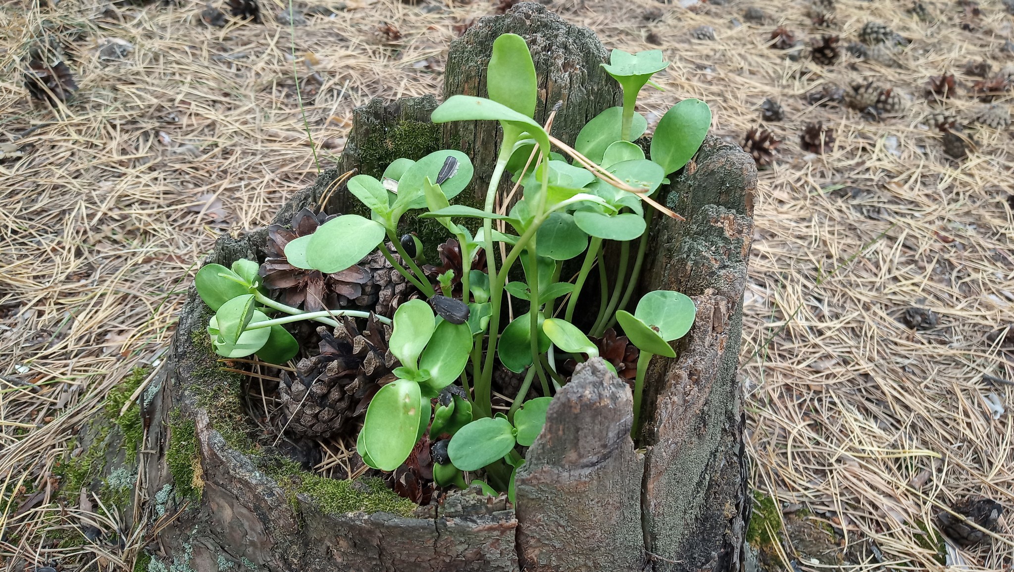 Stump with germinated seeds. - My, Stump, Forest, The photo, Pinery