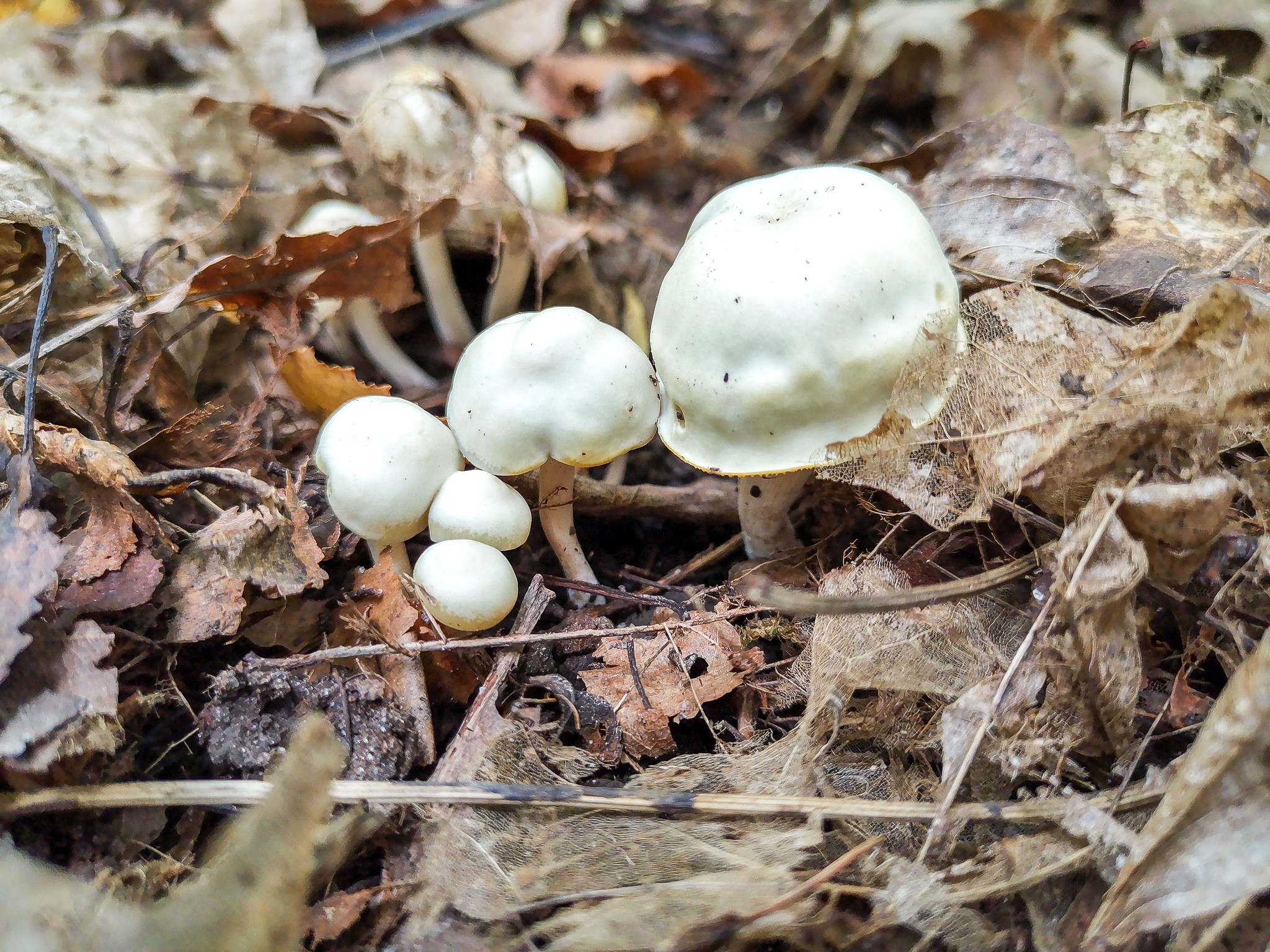 Mushrooms - My, Mushrooms, Mobile photography, Longpost, Dzerzhinsk, Arboretum