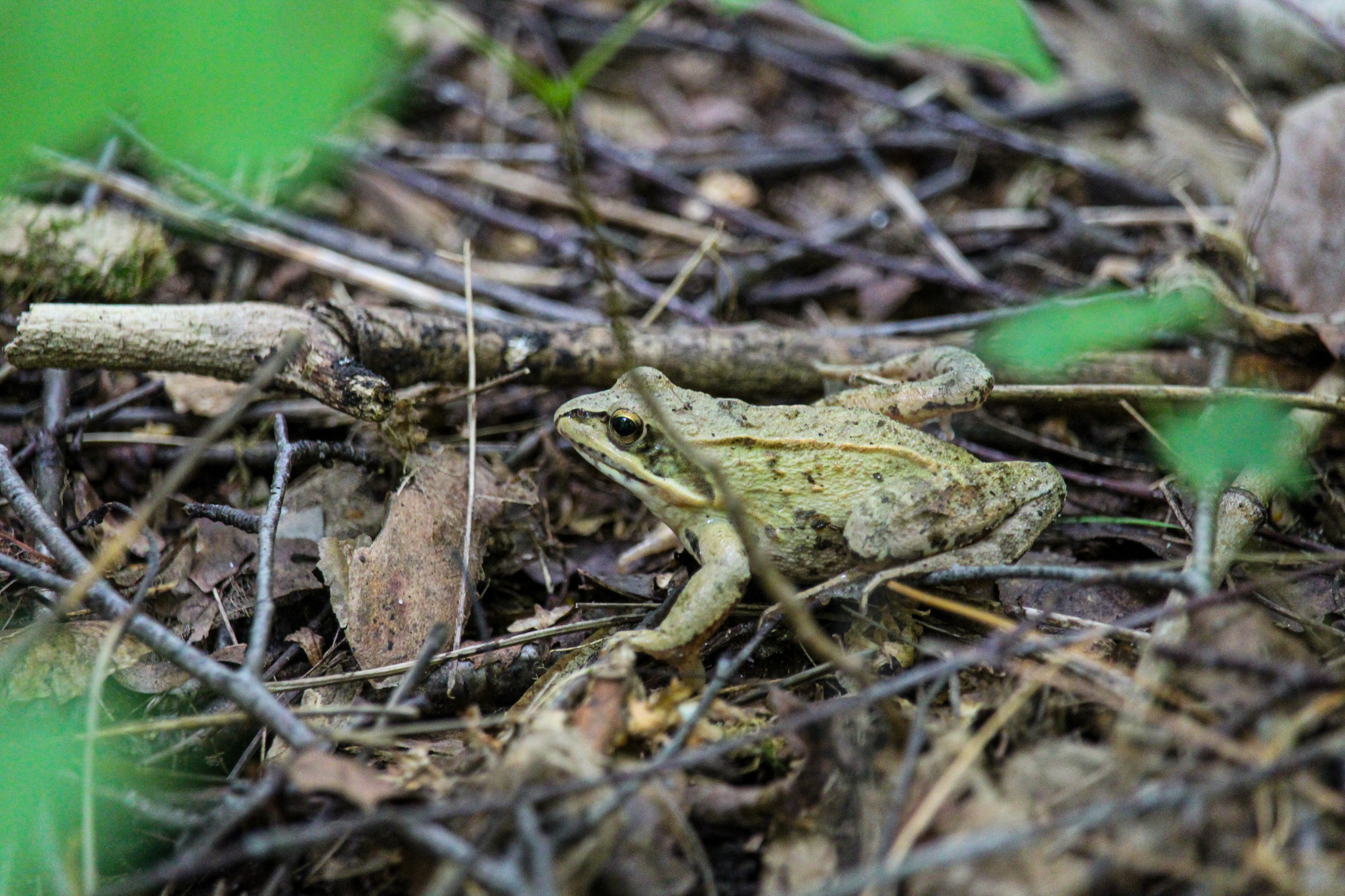 disguise - My, Mobile photography, The photo, Video, Frogs, Biology, Animals, League of biologists, Longpost