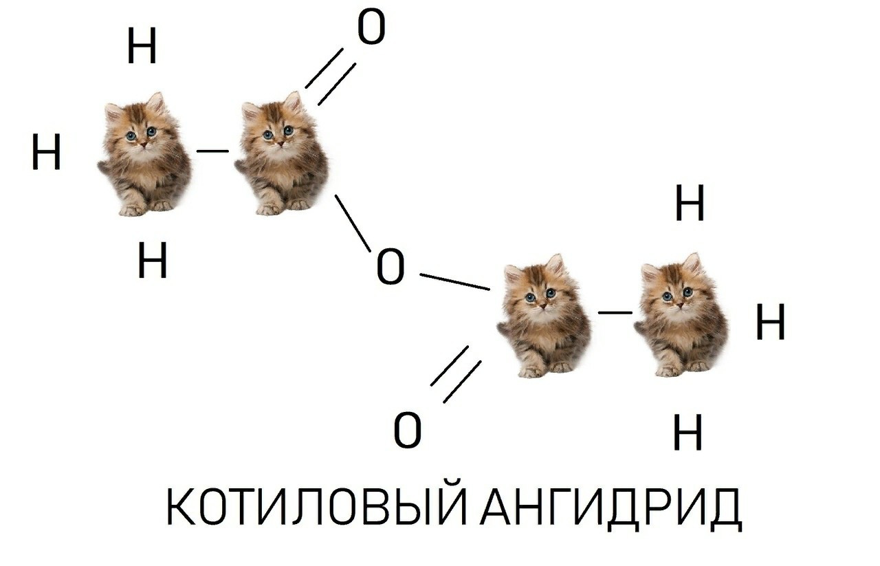 Котохимия | Пикабу