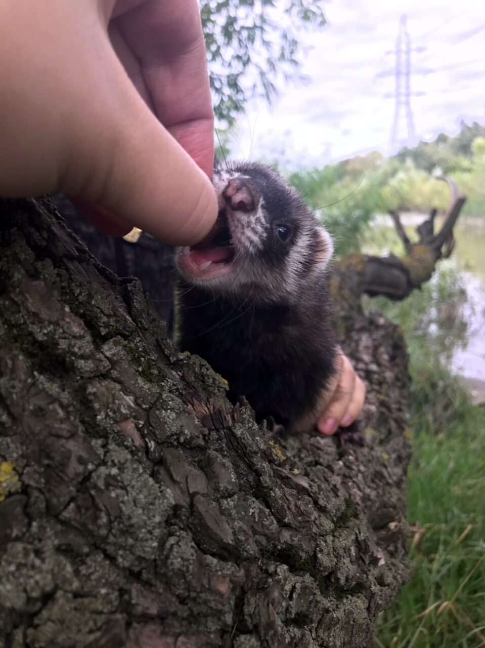 Walking with ferrets - My, Ferret, Nature, Dream, Longpost