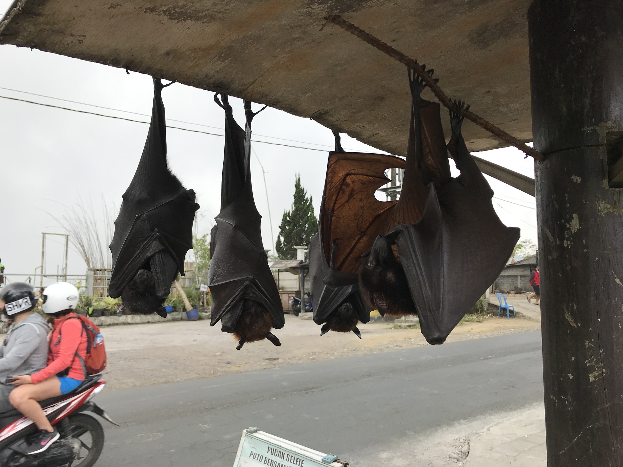 Bats in Bali - My, Travels, Bali, Bats, Indonesia, Longpost